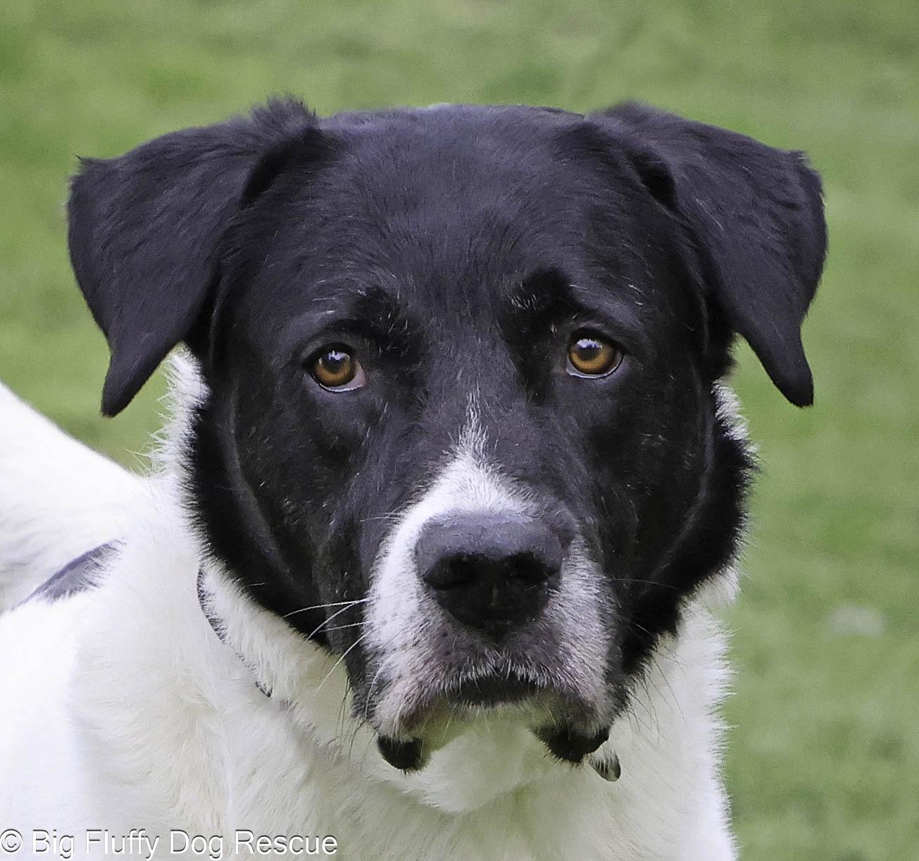 Enlarge Tiger, a Adoptable mixed breed in Sandy Springs, GA image 1/3