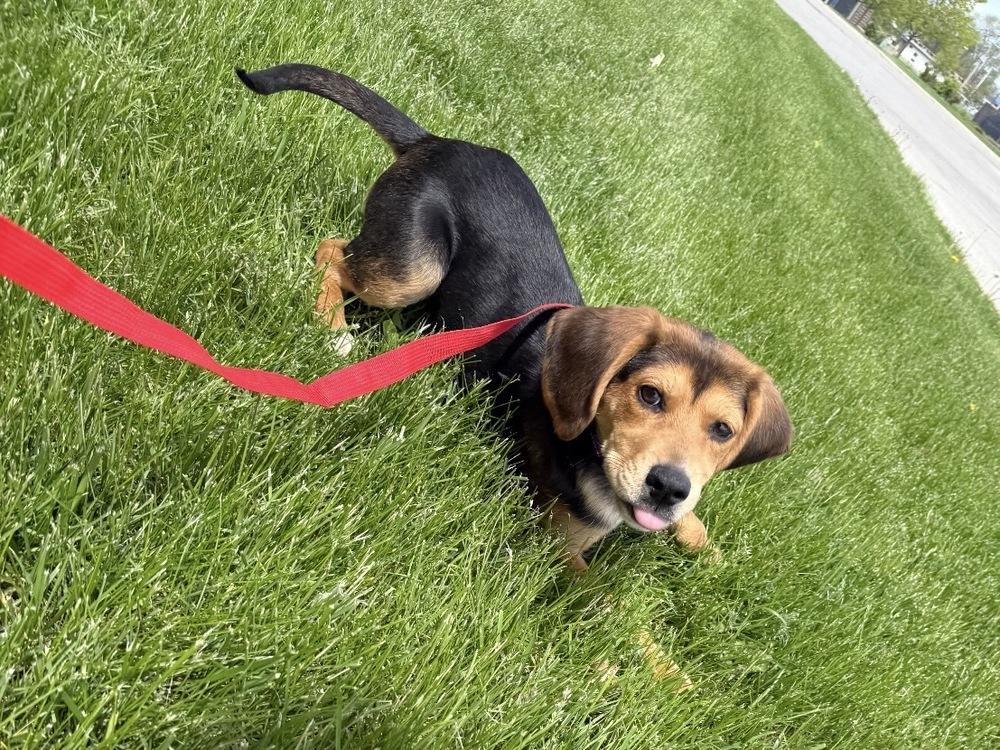 Enlarge Francesca, a Adoptable mixed breed in South Bend, IN image 1/1