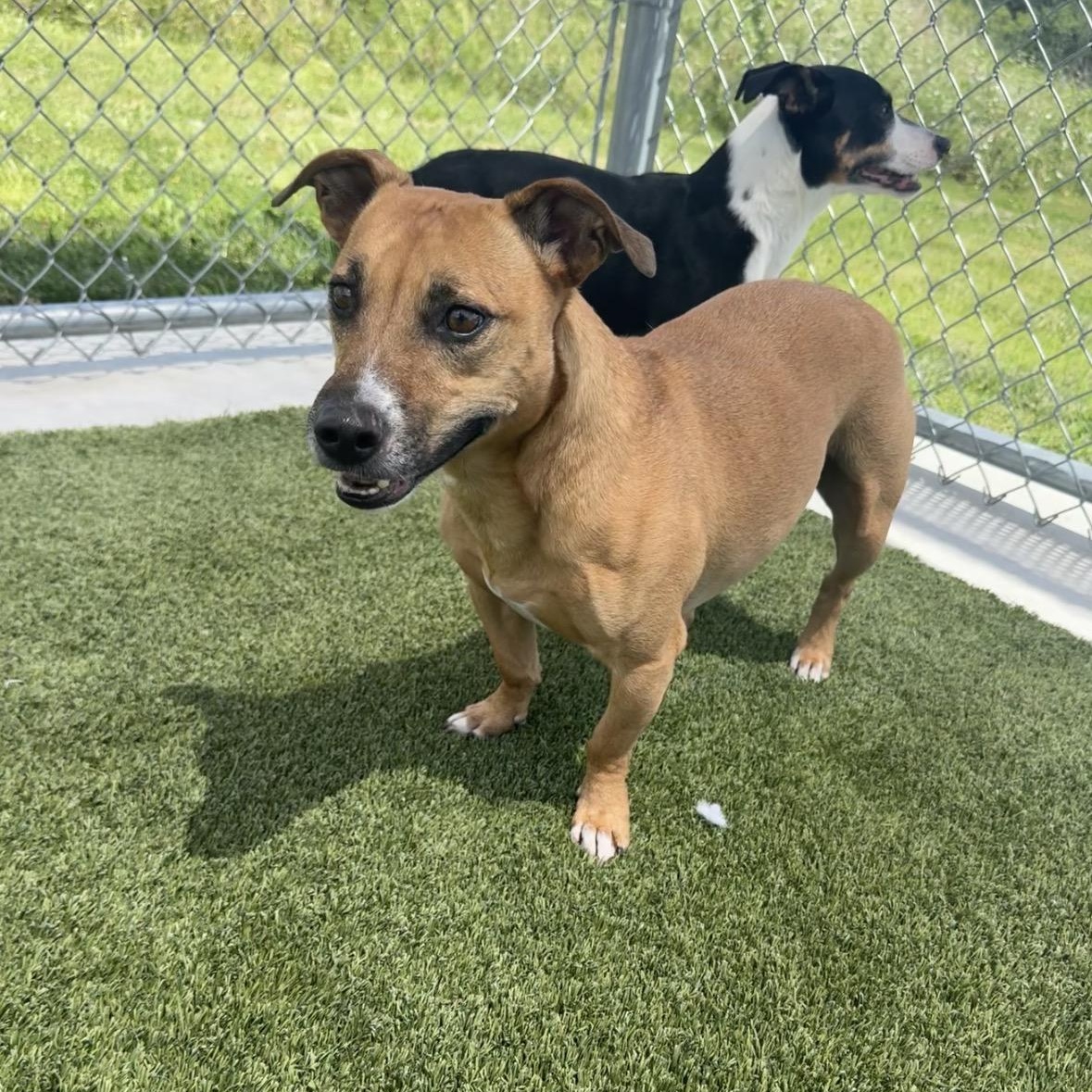 Wallace, an adoptable mixed breed in Liberty, MO image 2/6