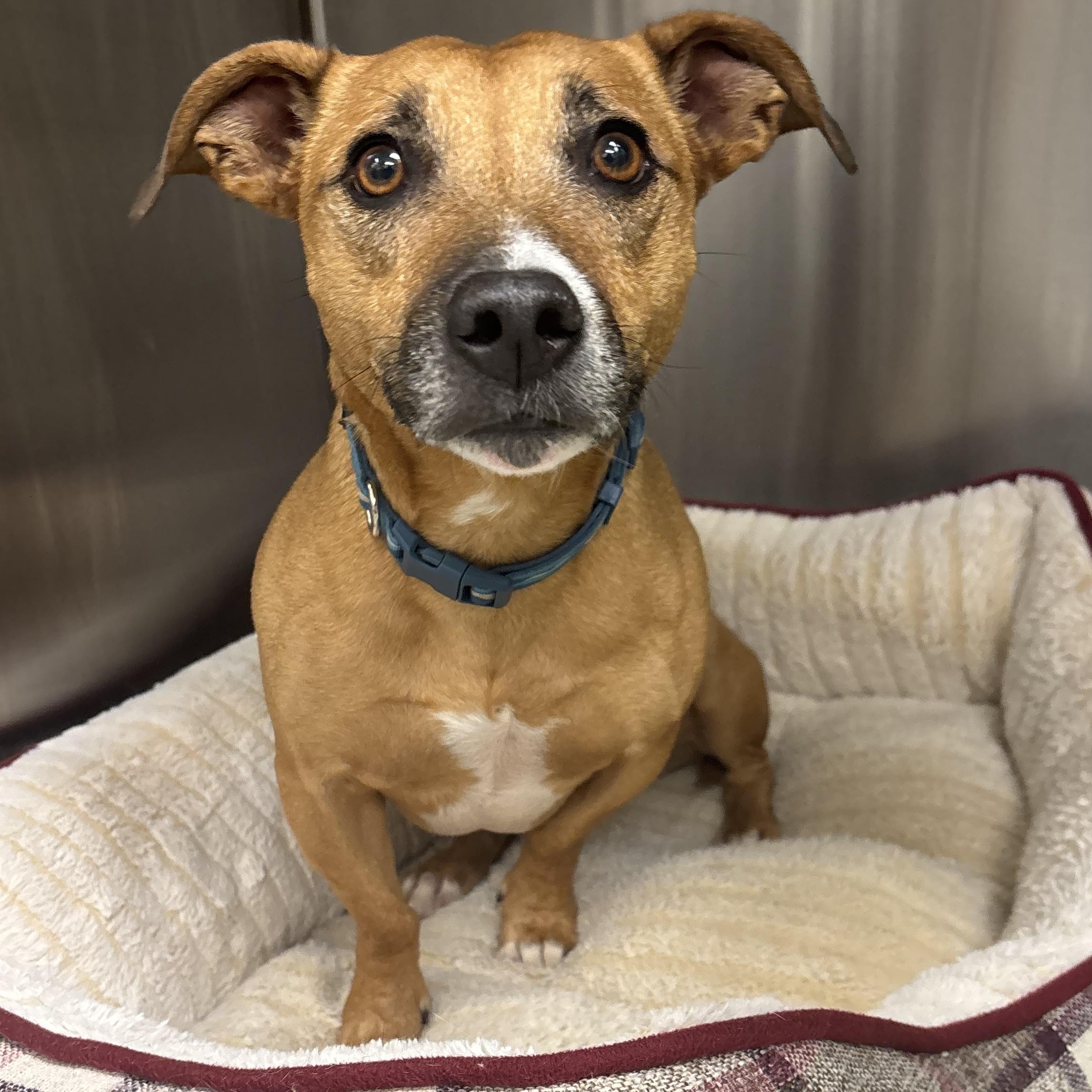 Wallace, an adoptable mixed breed in Liberty, MO image 5/6