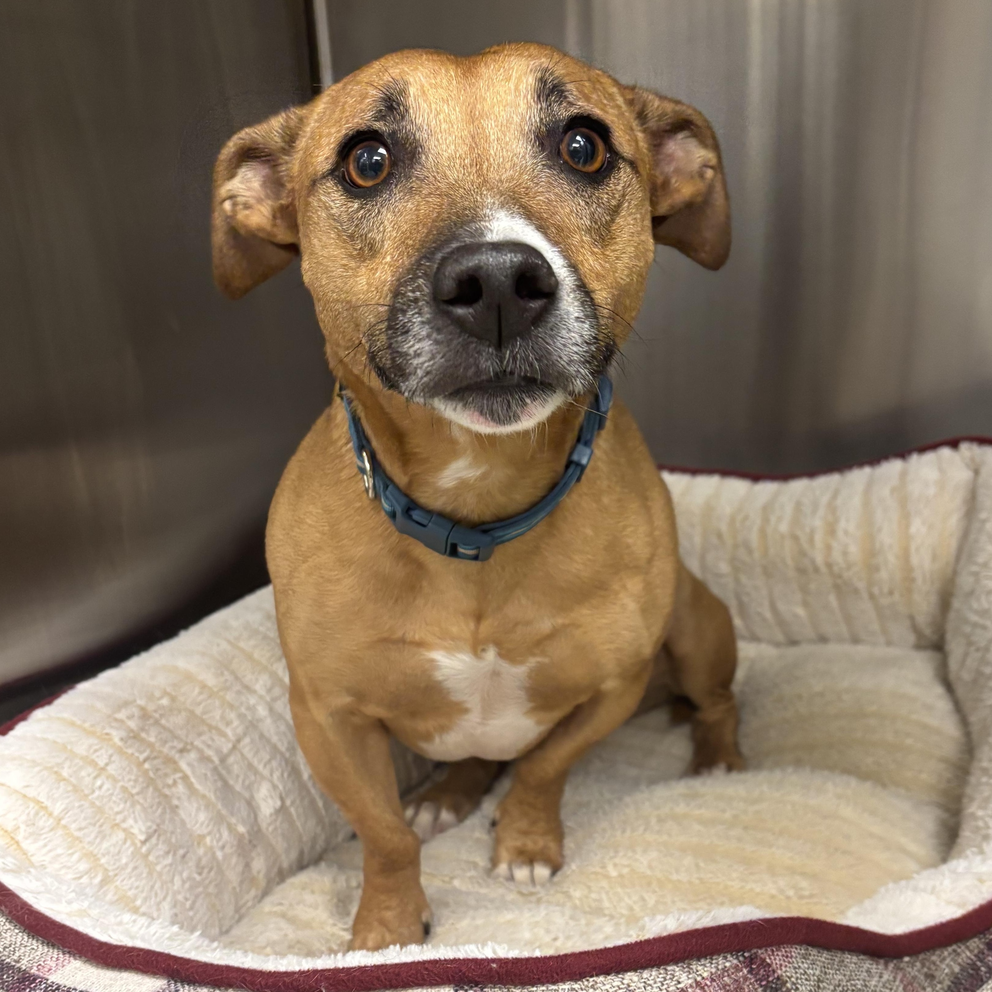 Wallace, an adoptable mixed breed in Liberty, MO image 6/6