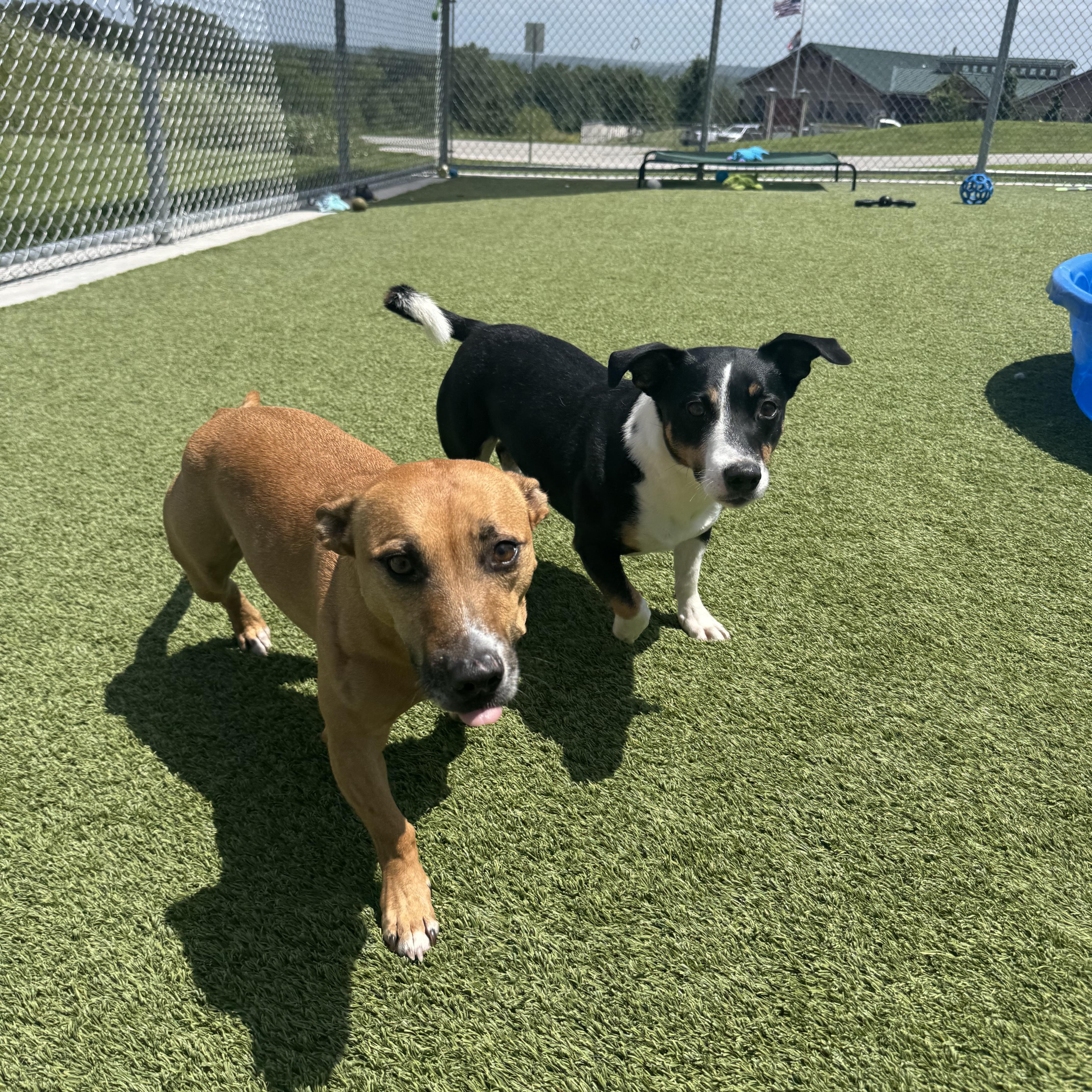 Wallace, an adoptable mixed breed in Liberty, MO image 4/6