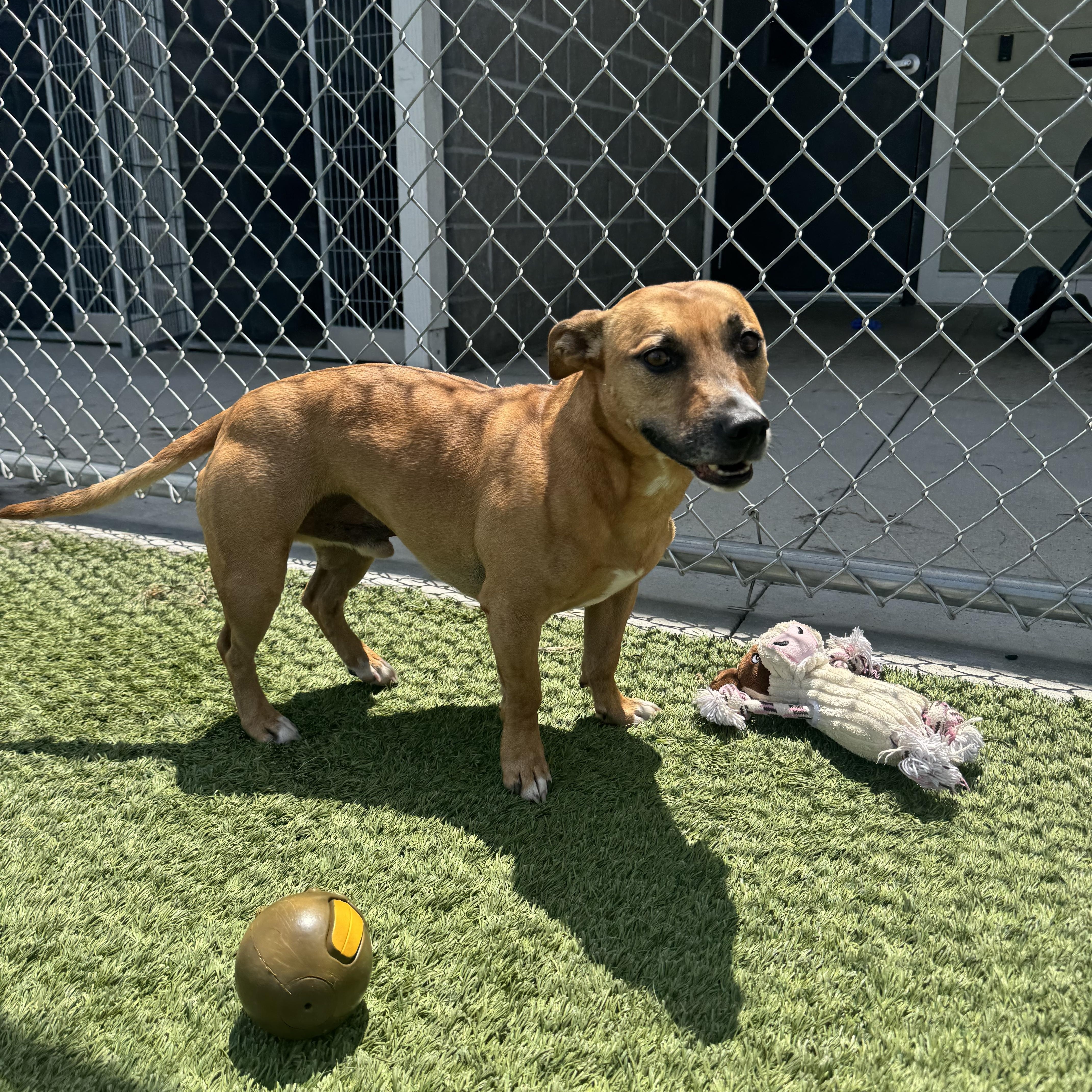 Wallace, an adoptable mixed breed in Liberty, MO image 1/6