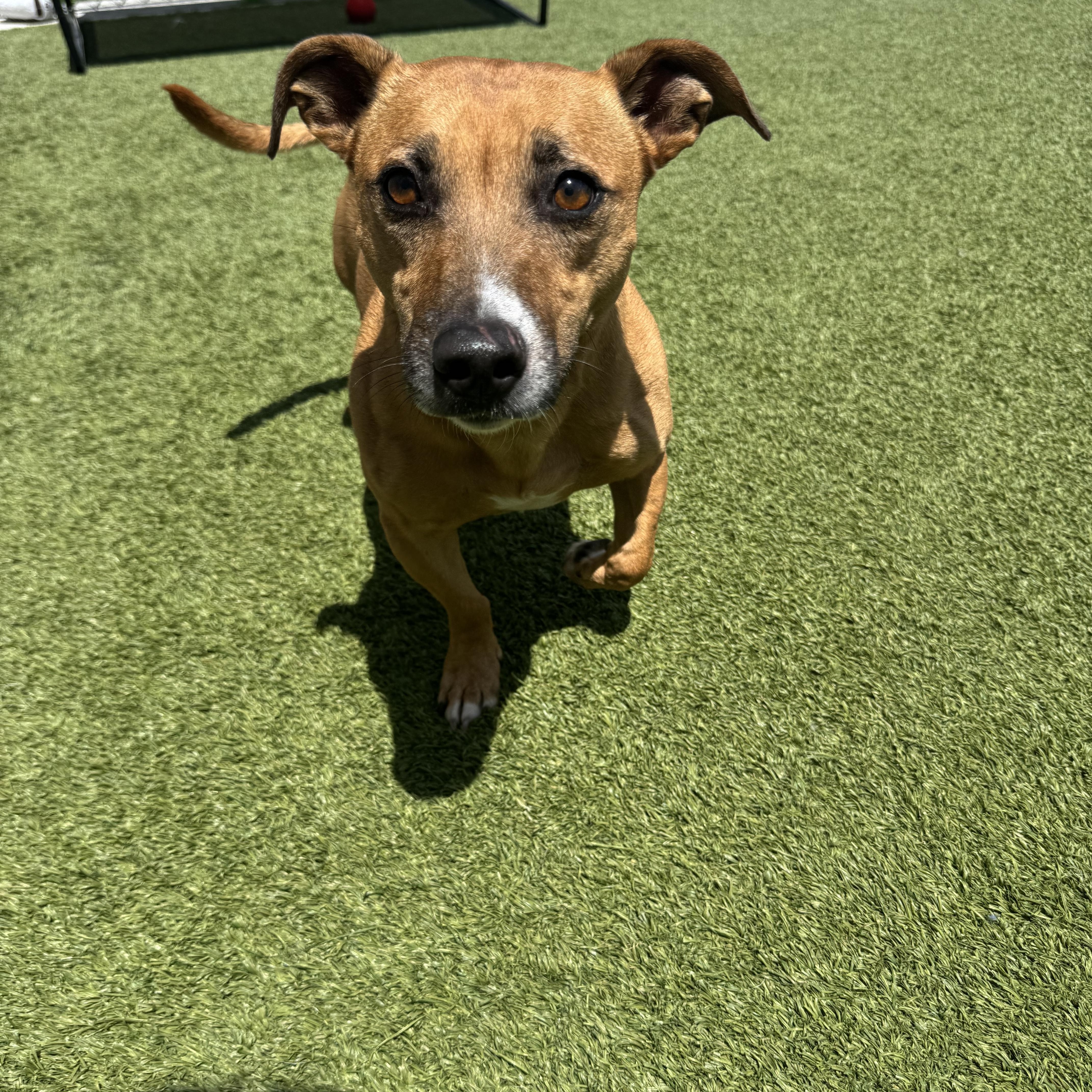 Wallace, an adoptable mixed breed in Liberty, MO image 3/6