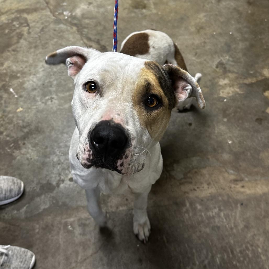 Enlarge Stacy, a Adoptable Pit Bull Terrier in Cleveland, MS image 3/3