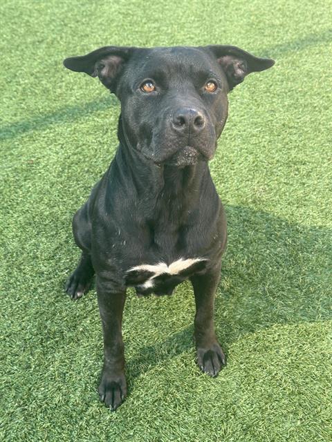 SAGE, Adoptable, Adult Female Mixed Breed.