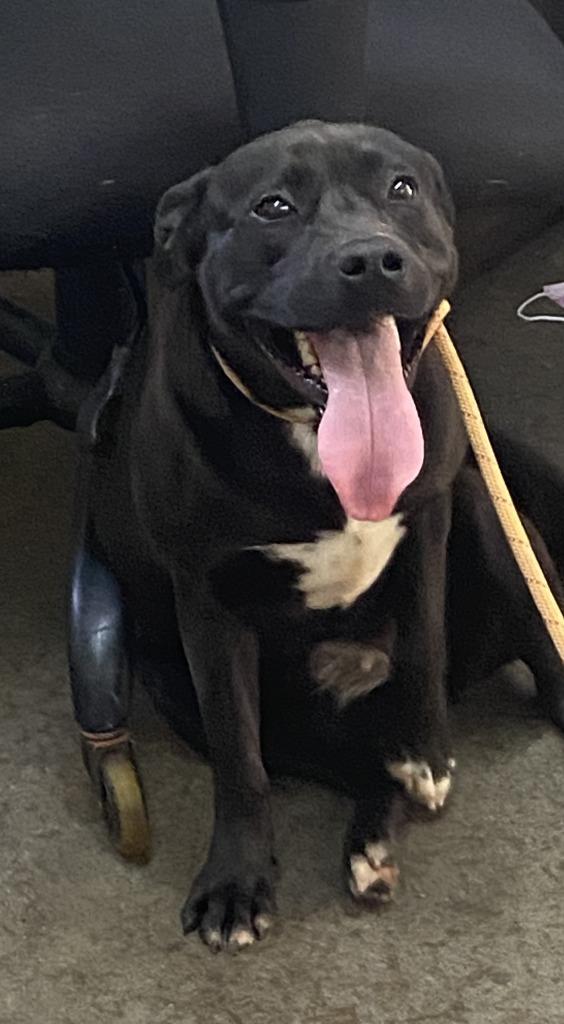 Enlarge Roxy, a Adoptable Pit Bull Terrier in Swainsboro, GA image 1/2