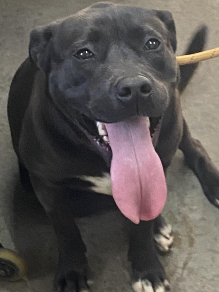 Enlarge Roxy, a Adoptable Pit Bull Terrier in Swainsboro, GA image 2/2