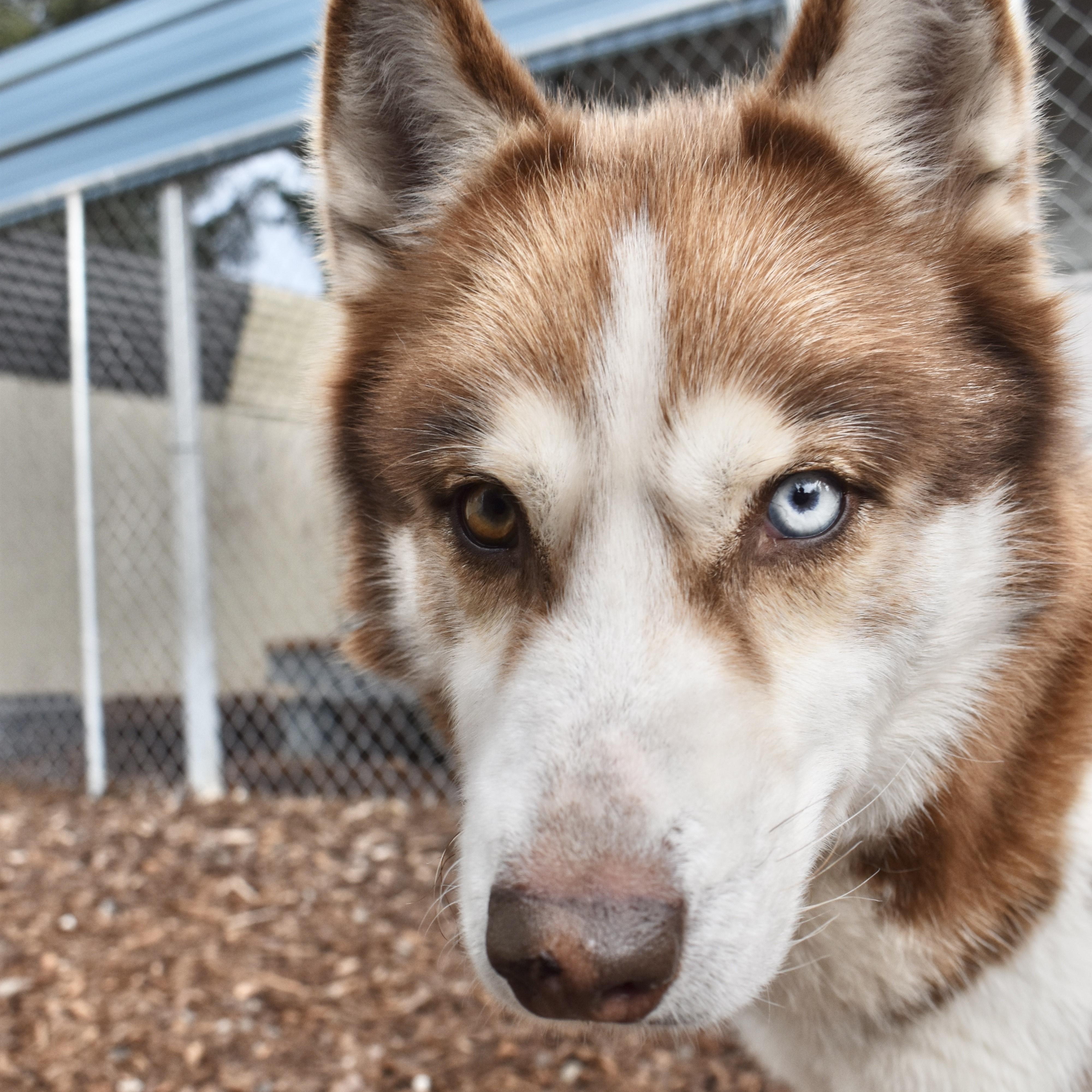 Juni, a Adoptable Siberian Husky in Sequim, WA image 2/6