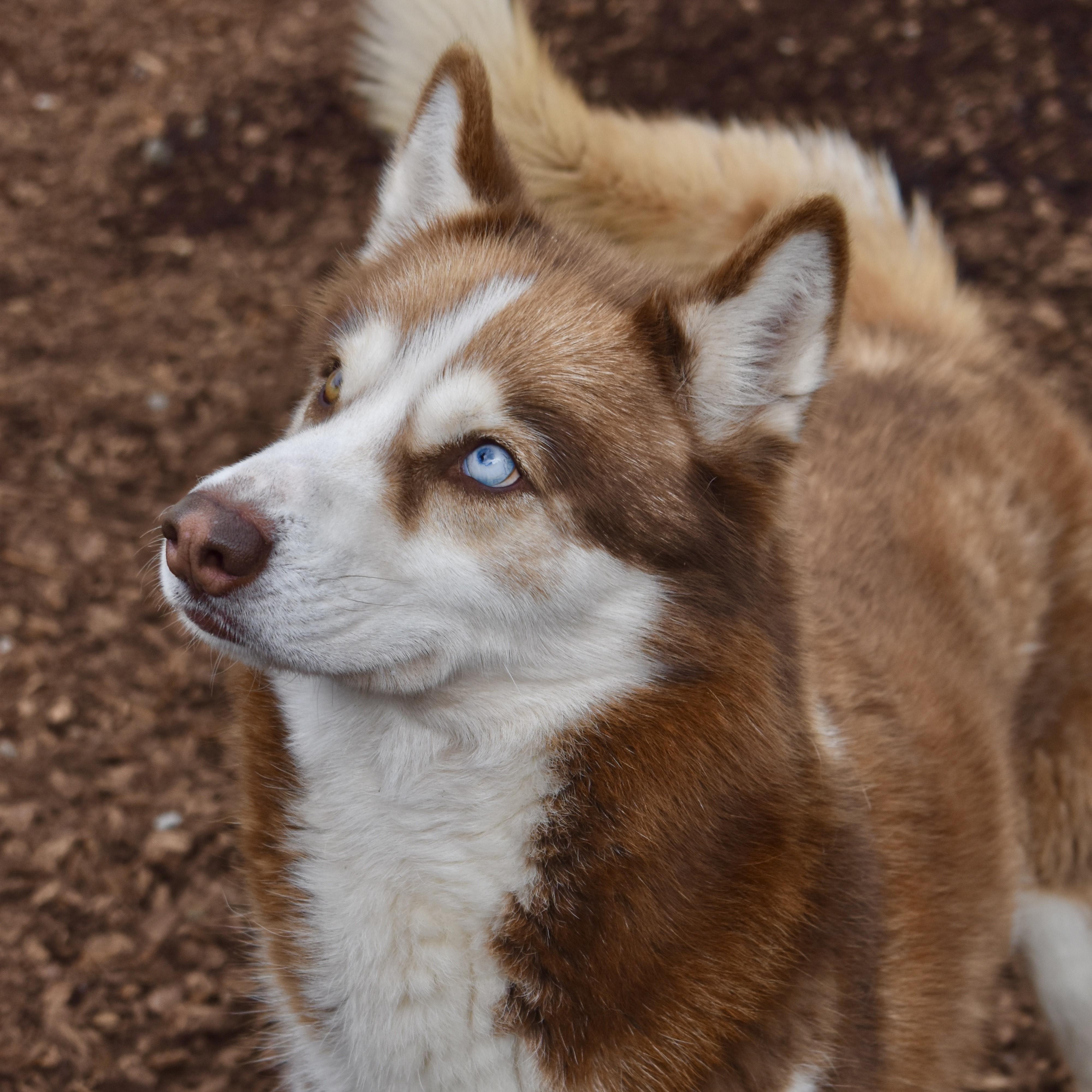 Juni, a Adoptable Siberian Husky in Sequim, WA image 6/6