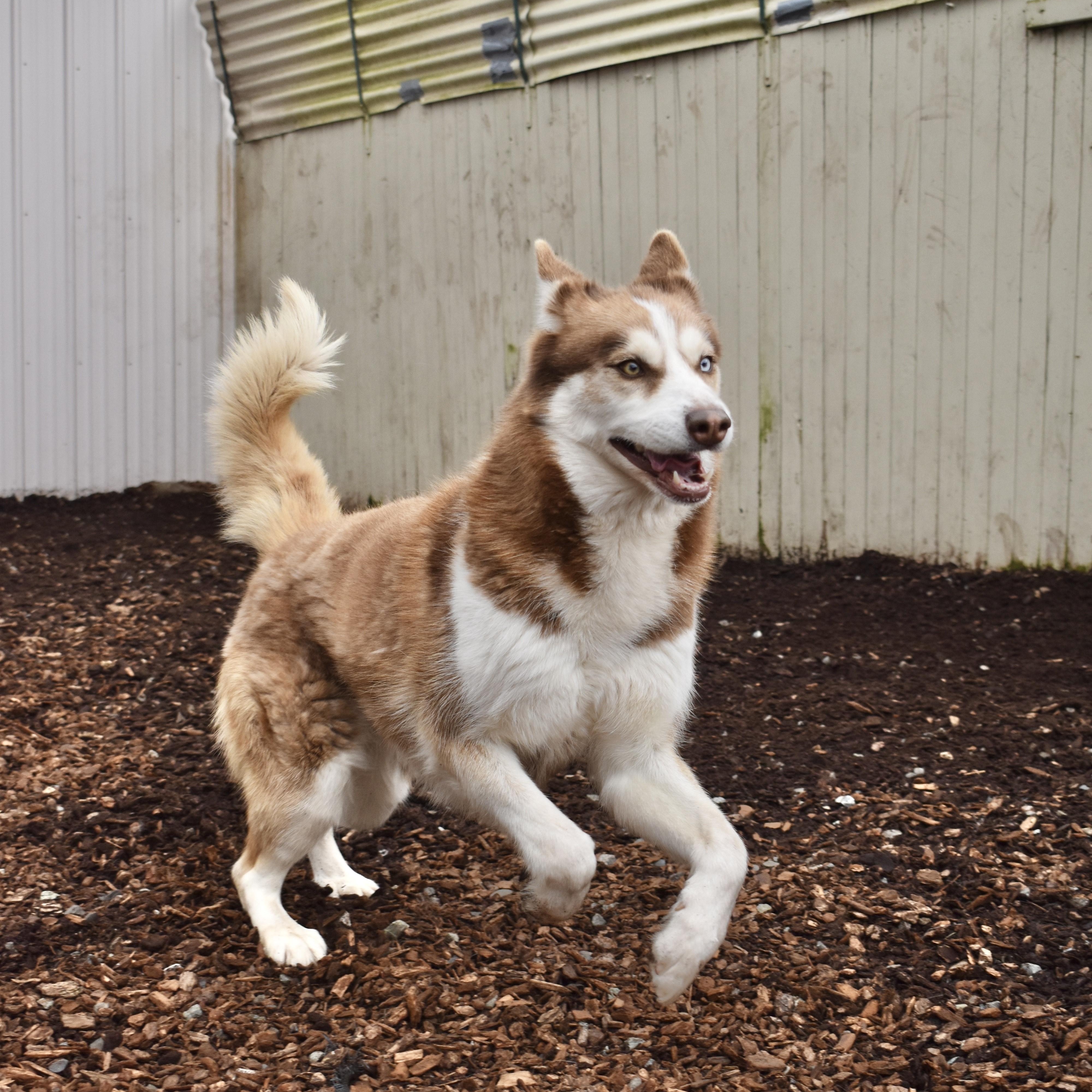 Juni, a Adoptable Siberian Husky in Sequim, WA image 1/6