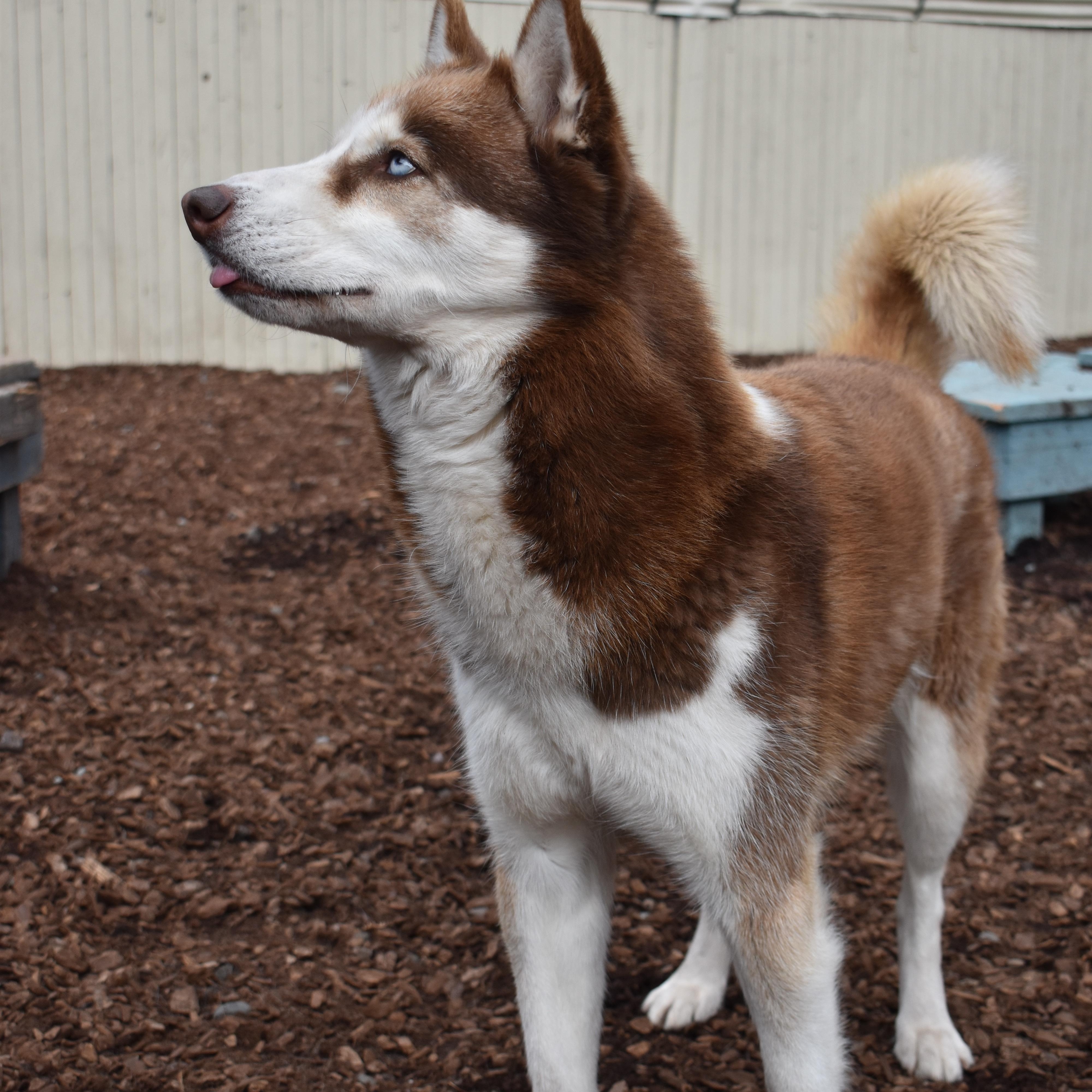 Juni, a Adoptable Siberian Husky in Sequim, WA image 4/6