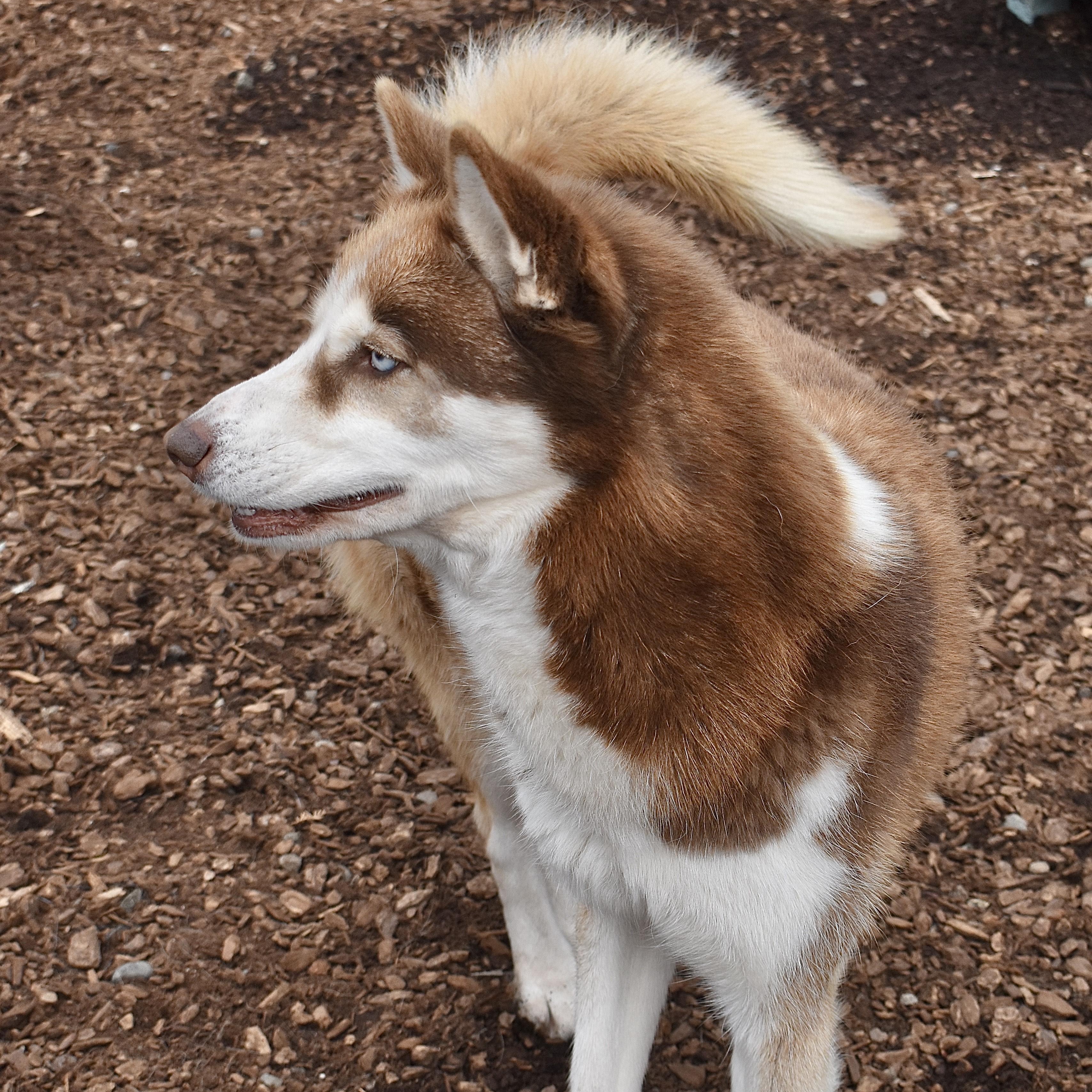 Juni, a Adoptable Siberian Husky in Sequim, WA image 5/6