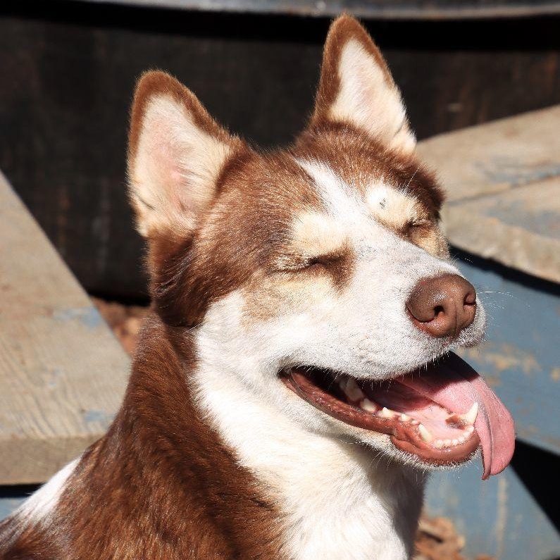 Juni, a Adoptable Siberian Husky in Sequim, WA image 3/6