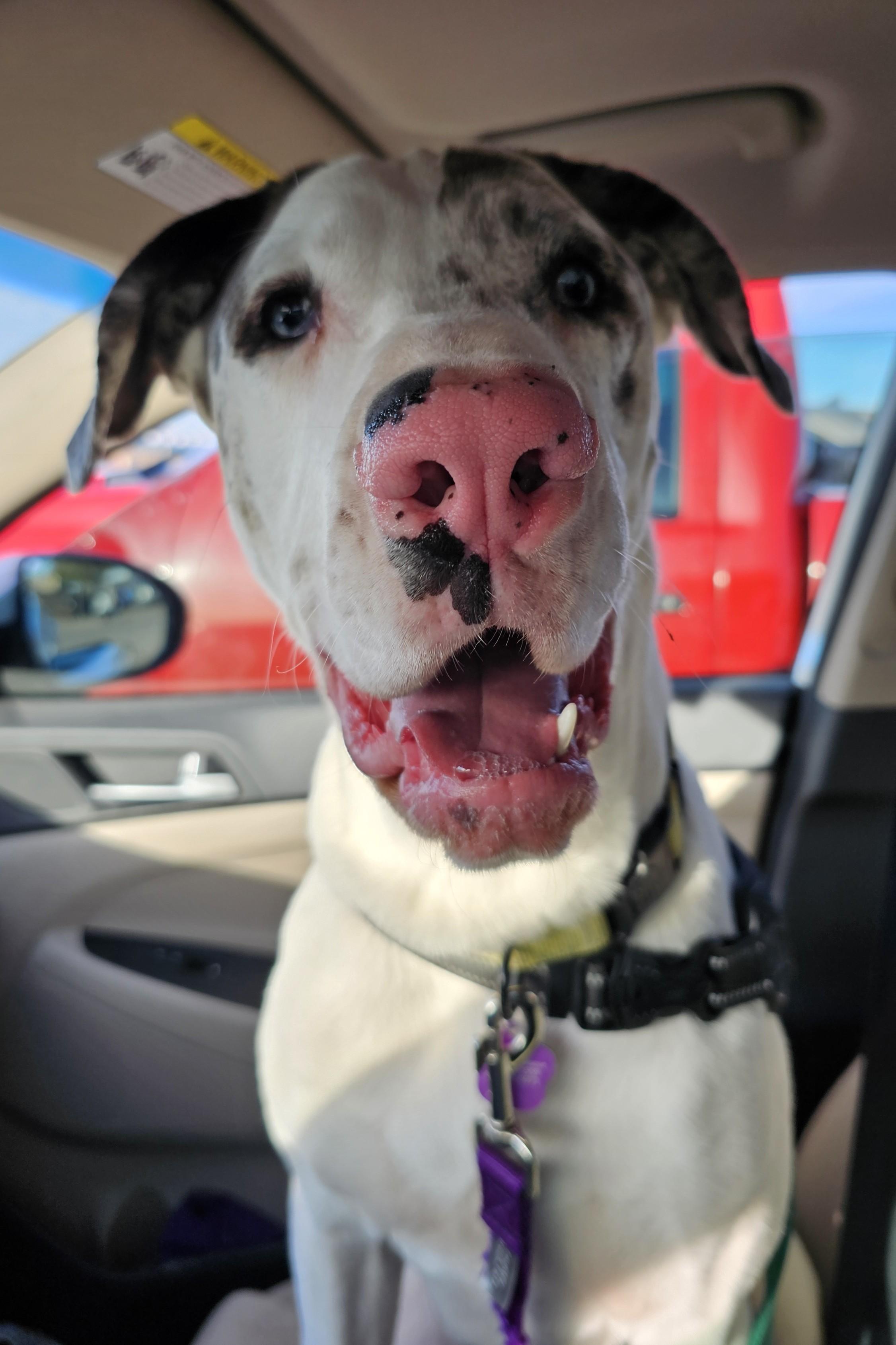 Tempe, Adoptable, Adult Male Pit Bull Terrier & American Staffordshire Terrier.