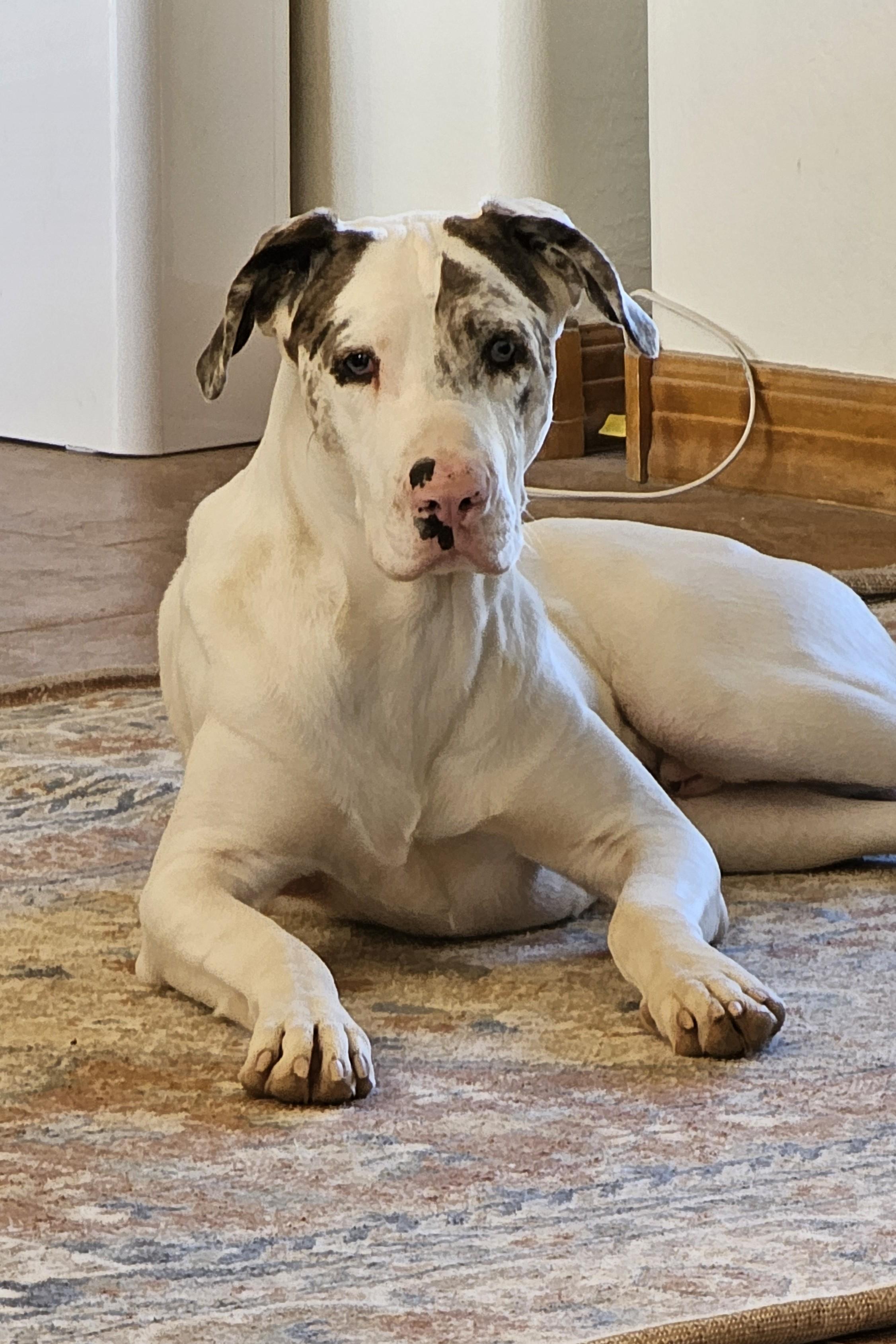 Tempe, a Adoptable mixed breed in Mesa, AZ image 2/3