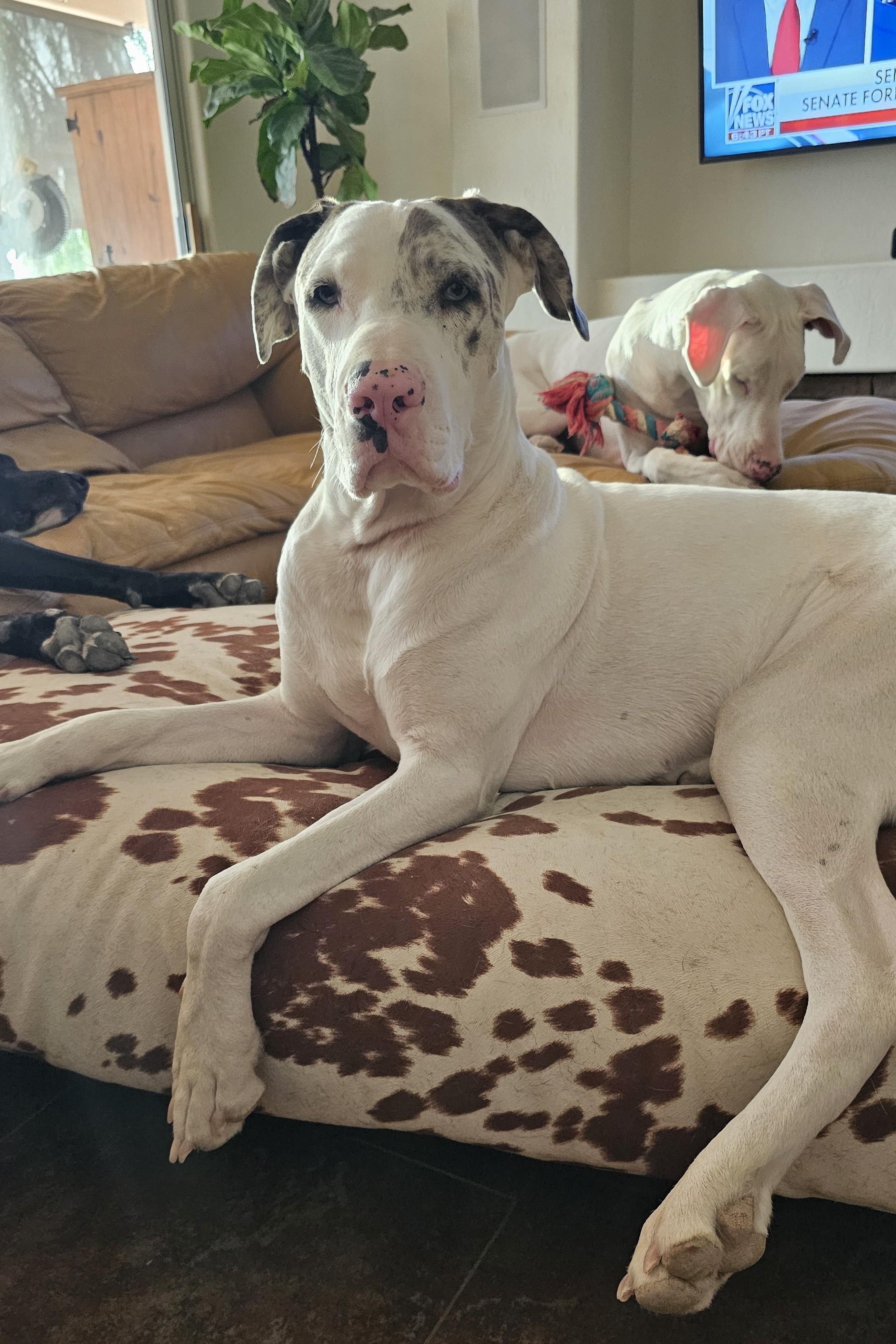 Tempe, a Adoptable mixed breed in Mesa, AZ image 3/3