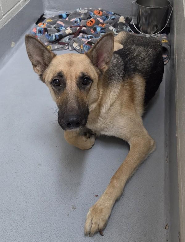 Summer, a Adoptable mixed breed in Salem, OR image 2/2