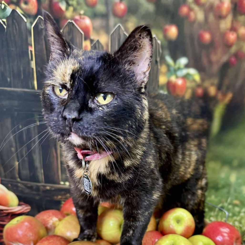 Sable, a Adoptable Domestic Short Hair in Wichita, KS image 1/3