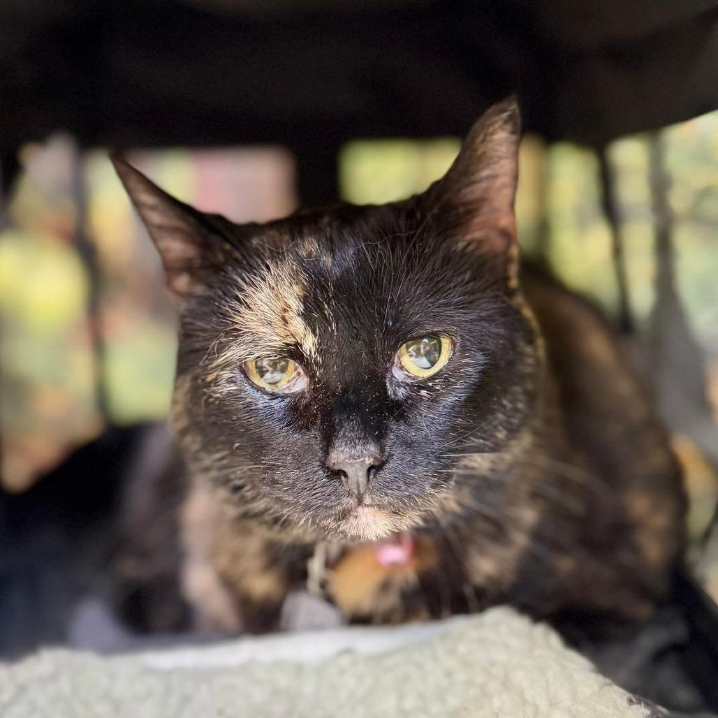 Sable, a Adoptable Domestic Short Hair in Wichita, KS image 2/3