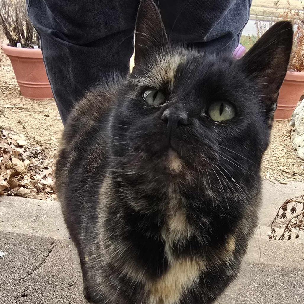 Sable, a Adoptable Domestic Short Hair in Wichita, KS image 3/3