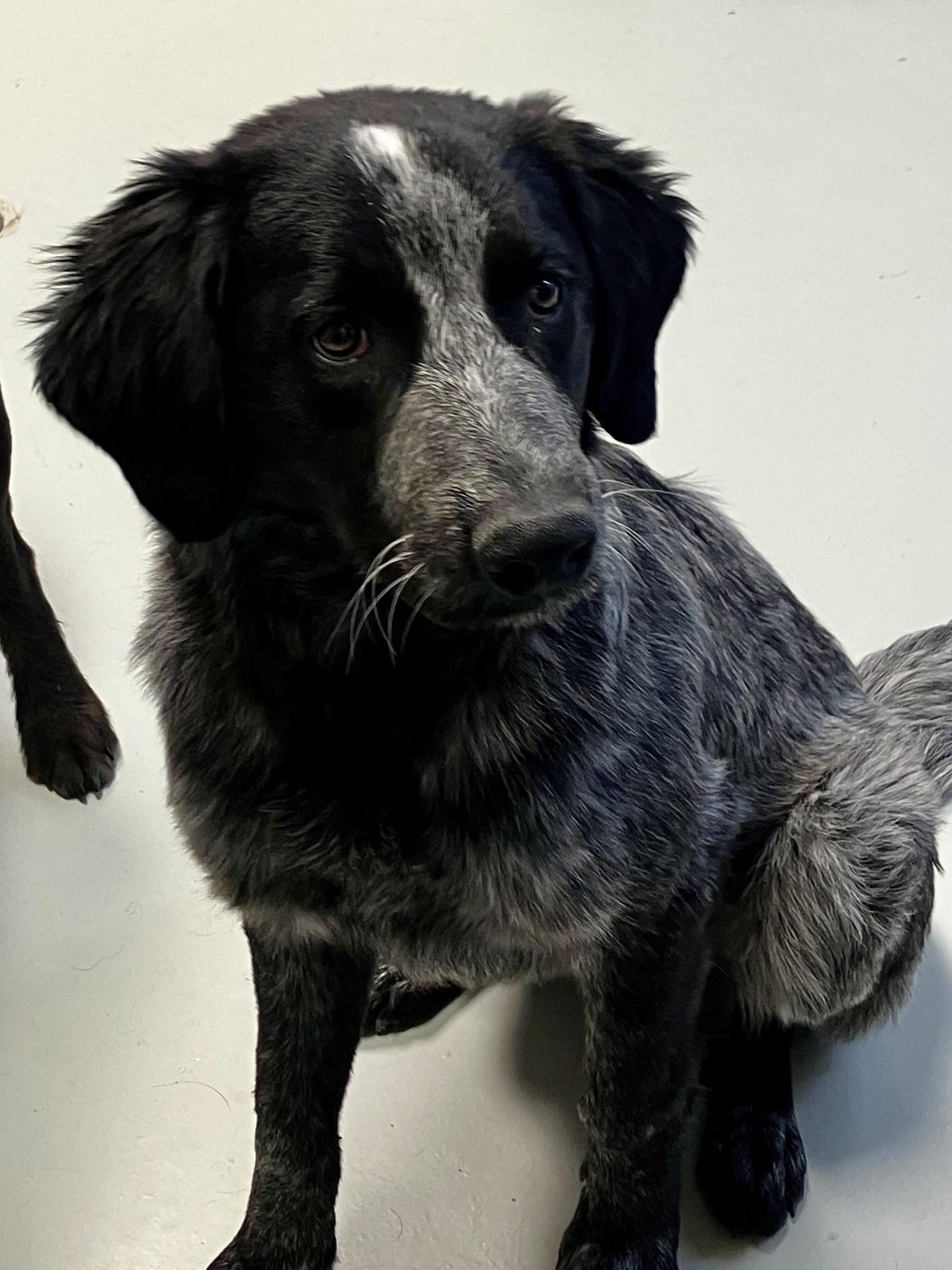 Enlarge Willow, a ADOPTABLE mixed breed in Hartford, KY image 4/6