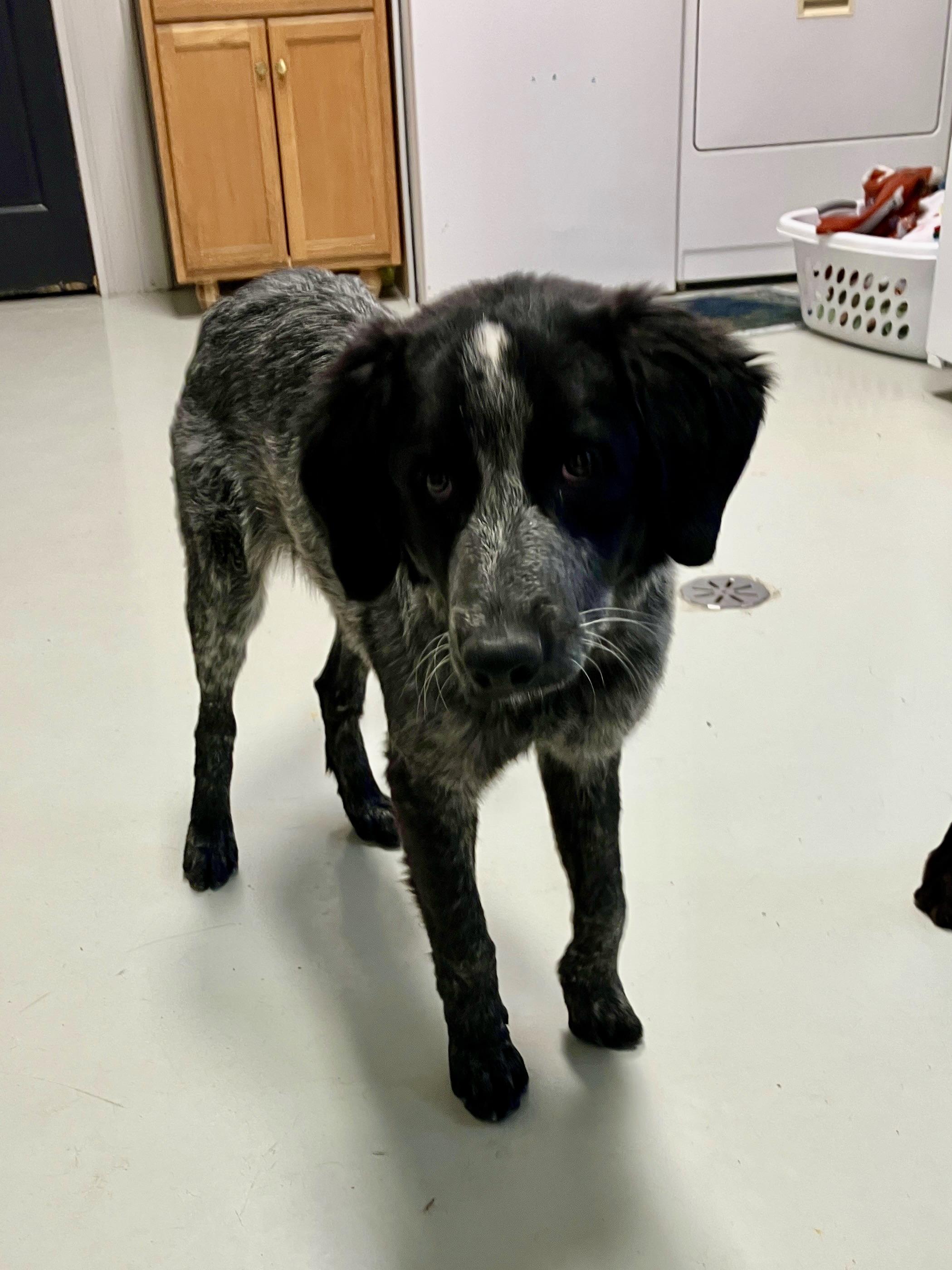 Enlarge Willow, a ADOPTABLE mixed breed in Hartford, KY image 2/6