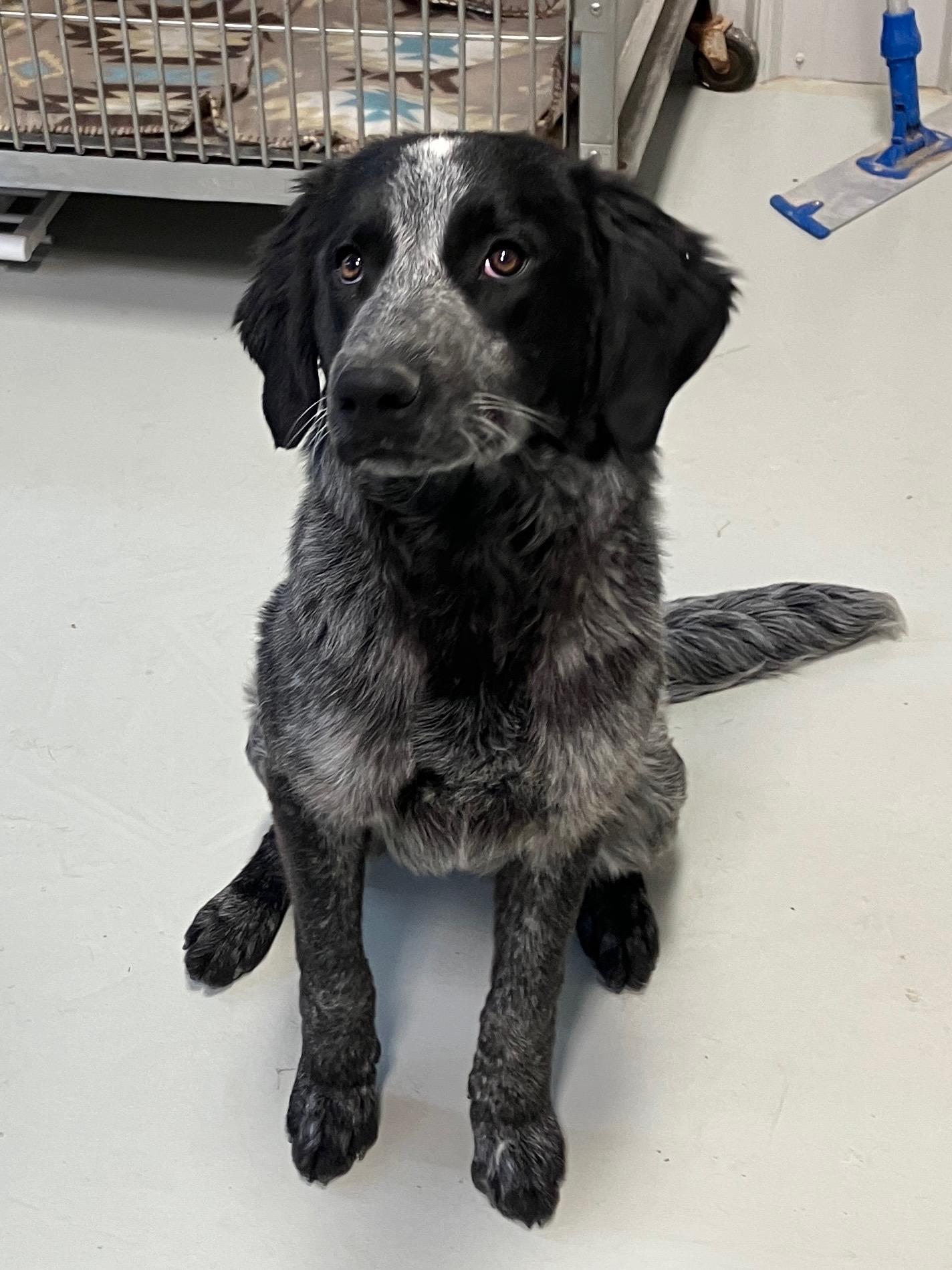 Enlarge Willow, a ADOPTABLE mixed breed in Hartford, KY image 1/6