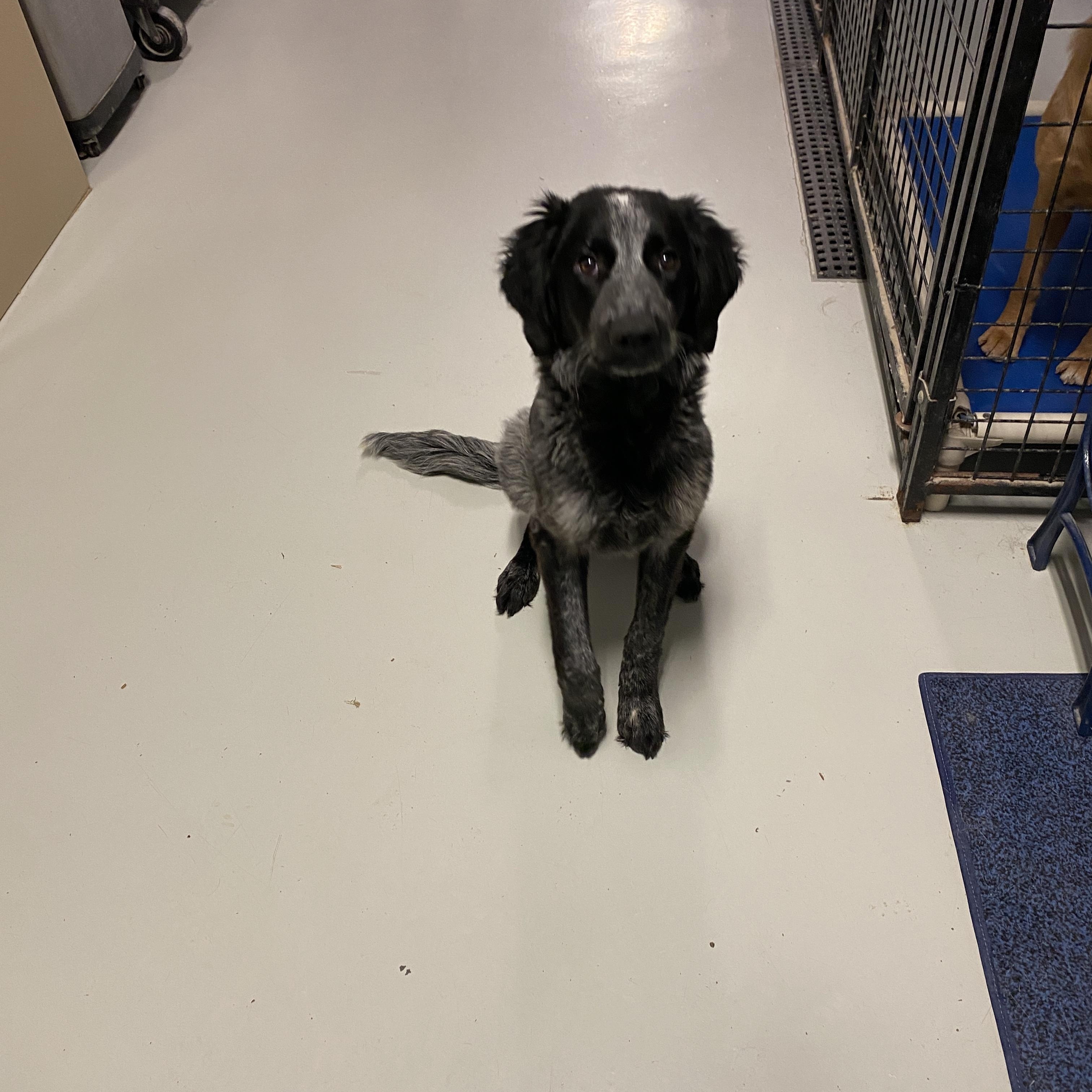 Enlarge Willow, a ADOPTABLE mixed breed in Hartford, KY image 5/6