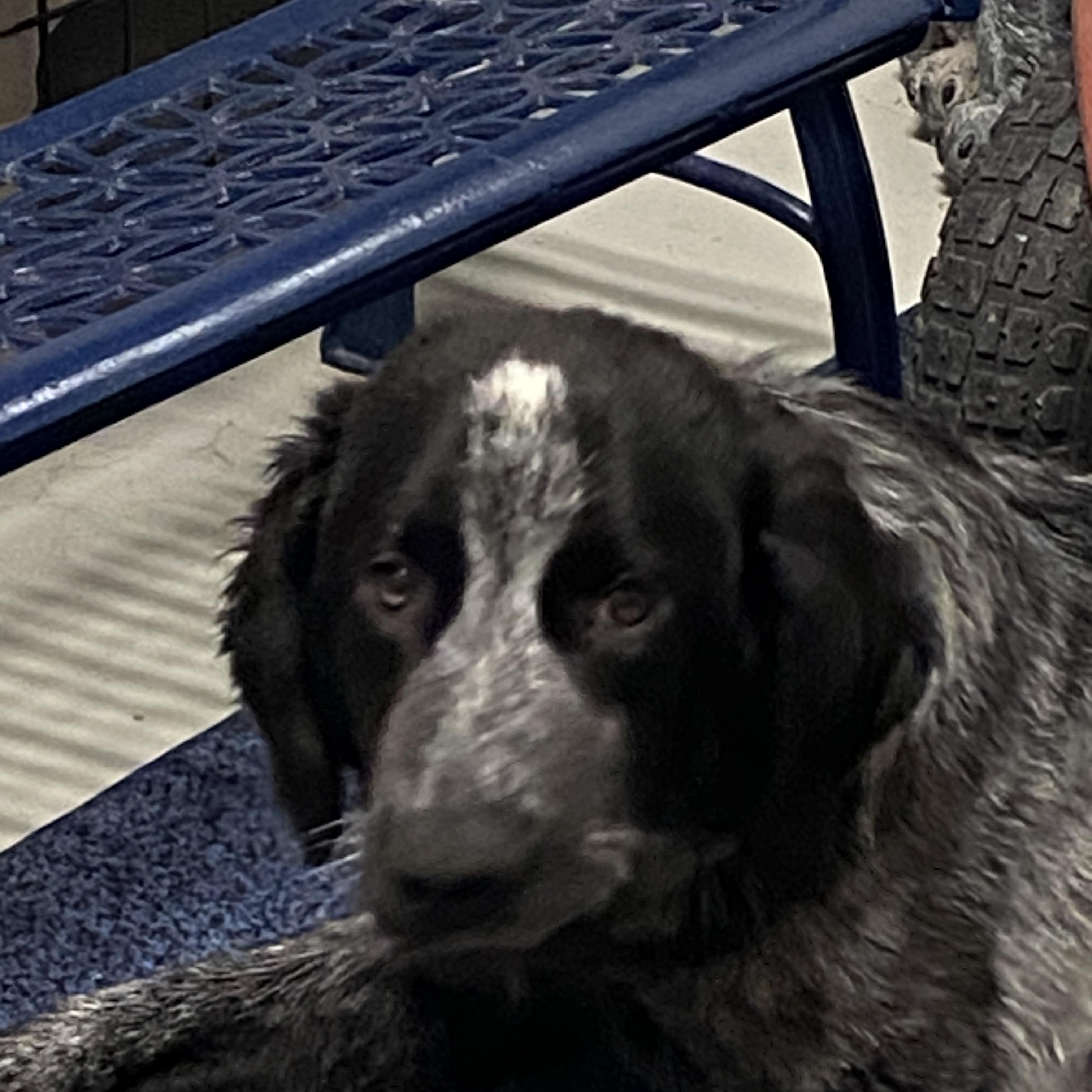 Enlarge Willow, a ADOPTABLE mixed breed in Hartford, KY image 6/6