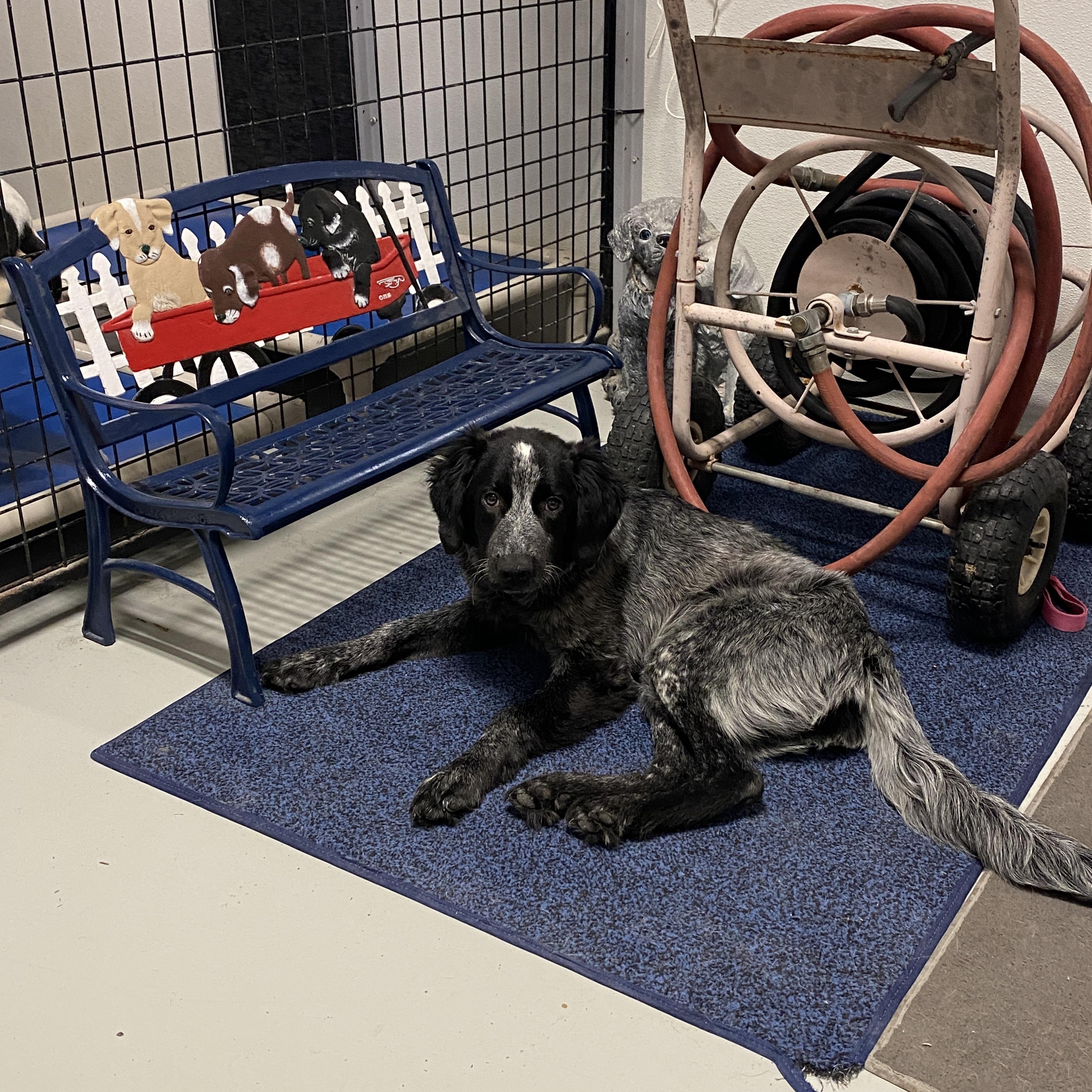 Enlarge Willow, a ADOPTABLE mixed breed in Hartford, KY image 3/6