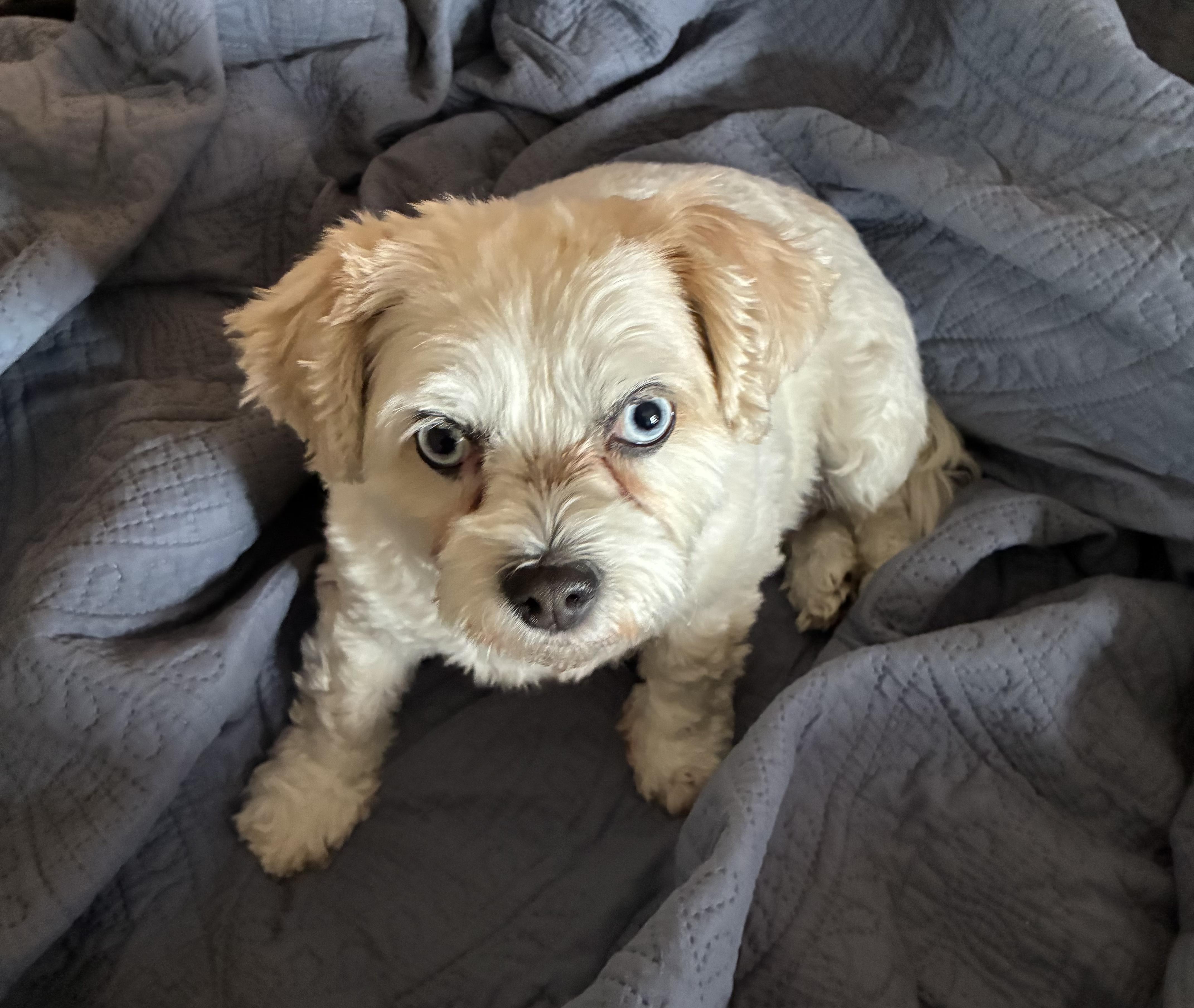 Winnie, a Adoptable Havanese in West Valley, UT image 3/3