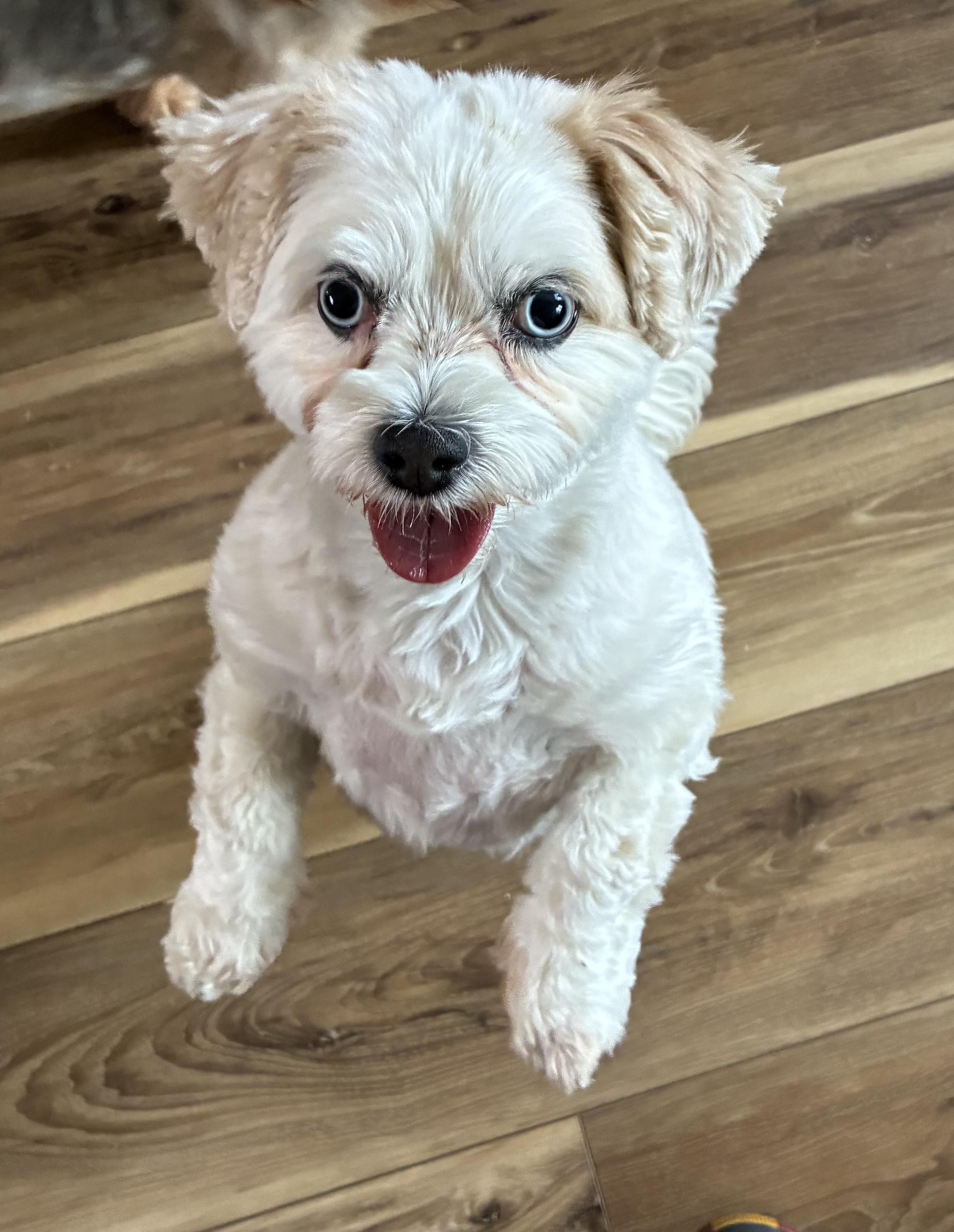 Winnie, Adoptable, Adult Female Havanese.
