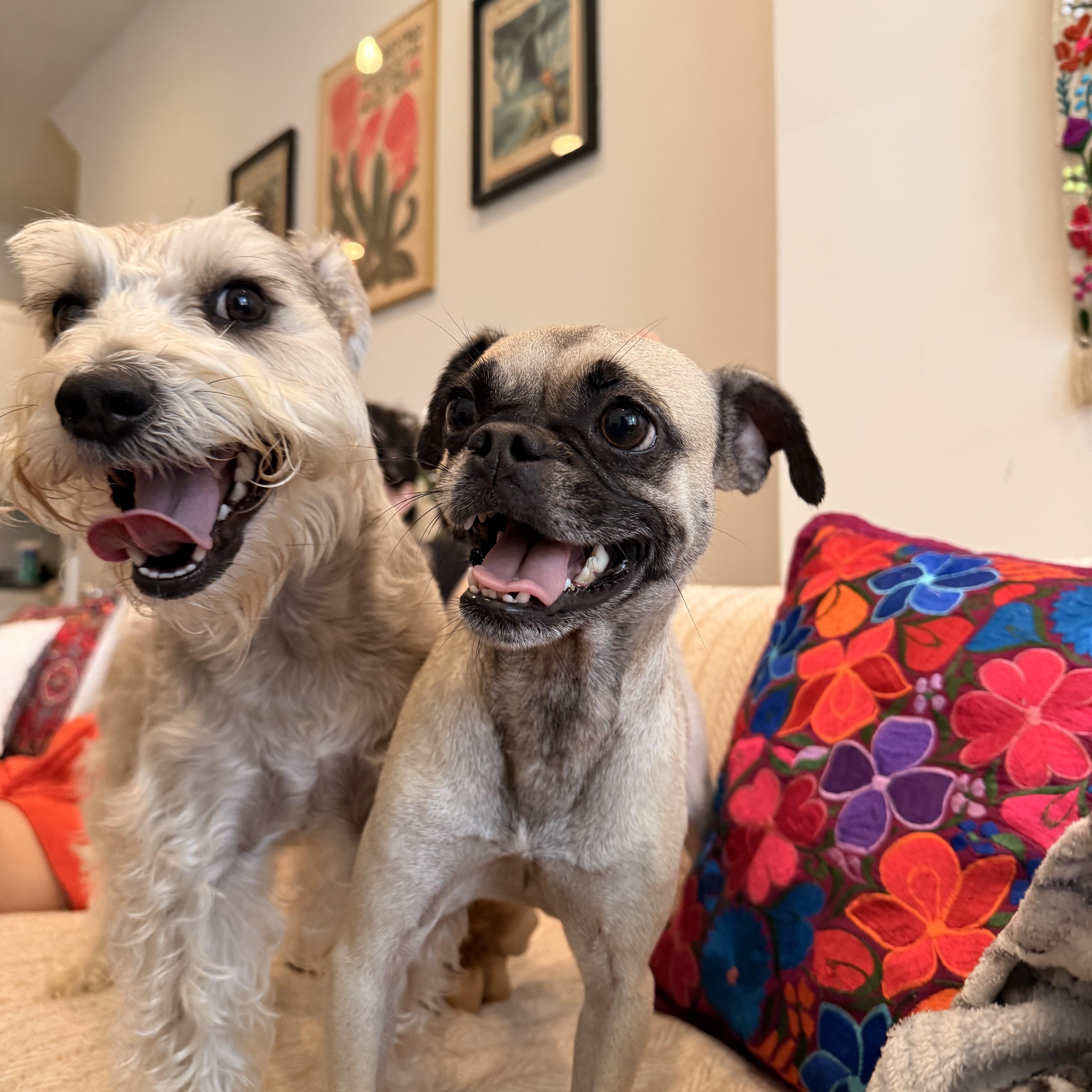 Enlarge Tammy, a Adoptable mixed breed in Gainesville, VA image 3/5