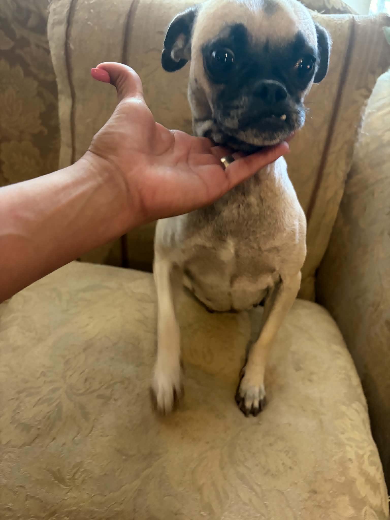 Tammy, Adoptable, Puppy Female Pug.