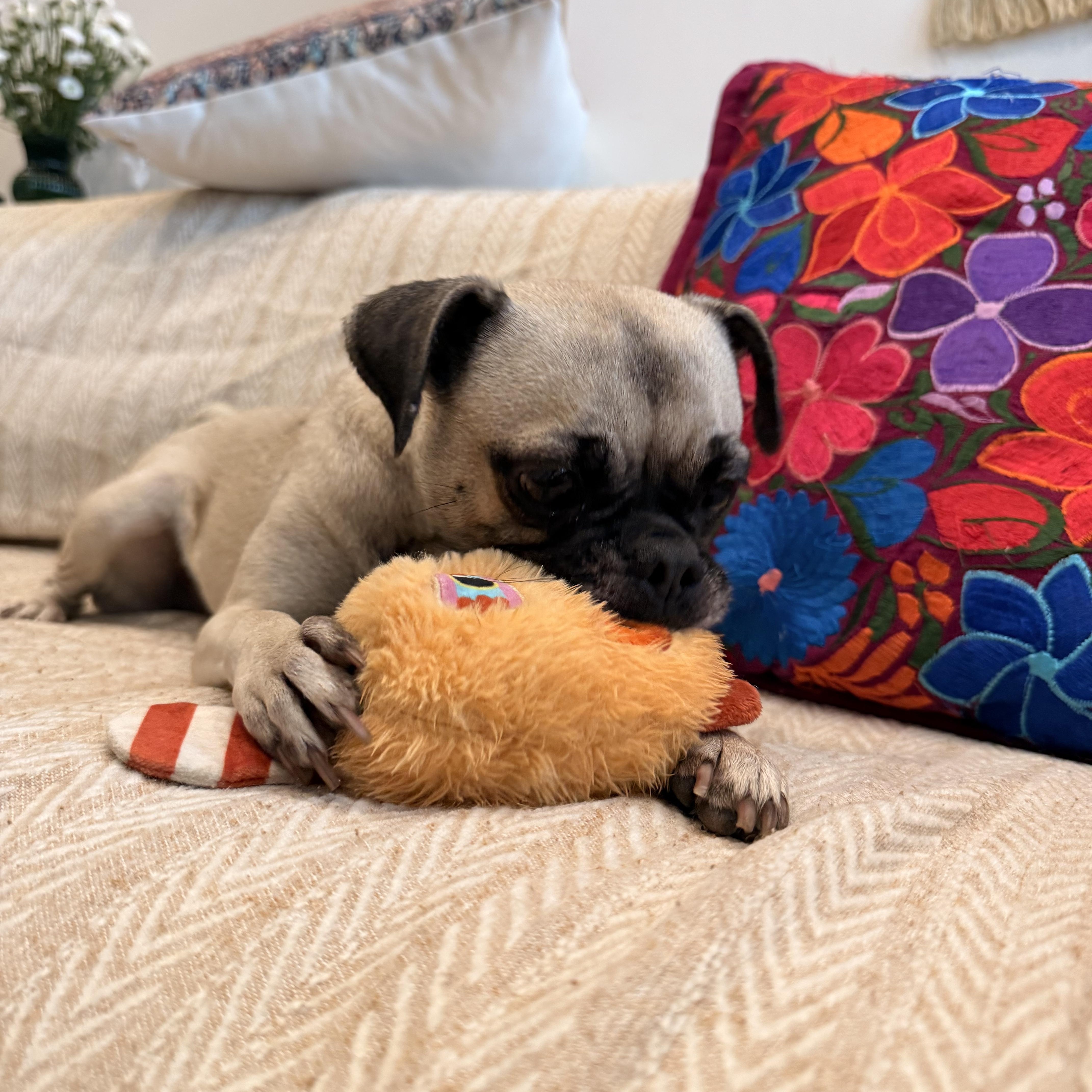 Tammy, Adoptable, Young Female Pug.