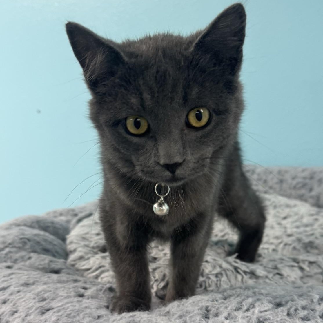 Enlarge Smokey, a Adoptable Domestic Short Hair in Morris, MN image 6/6