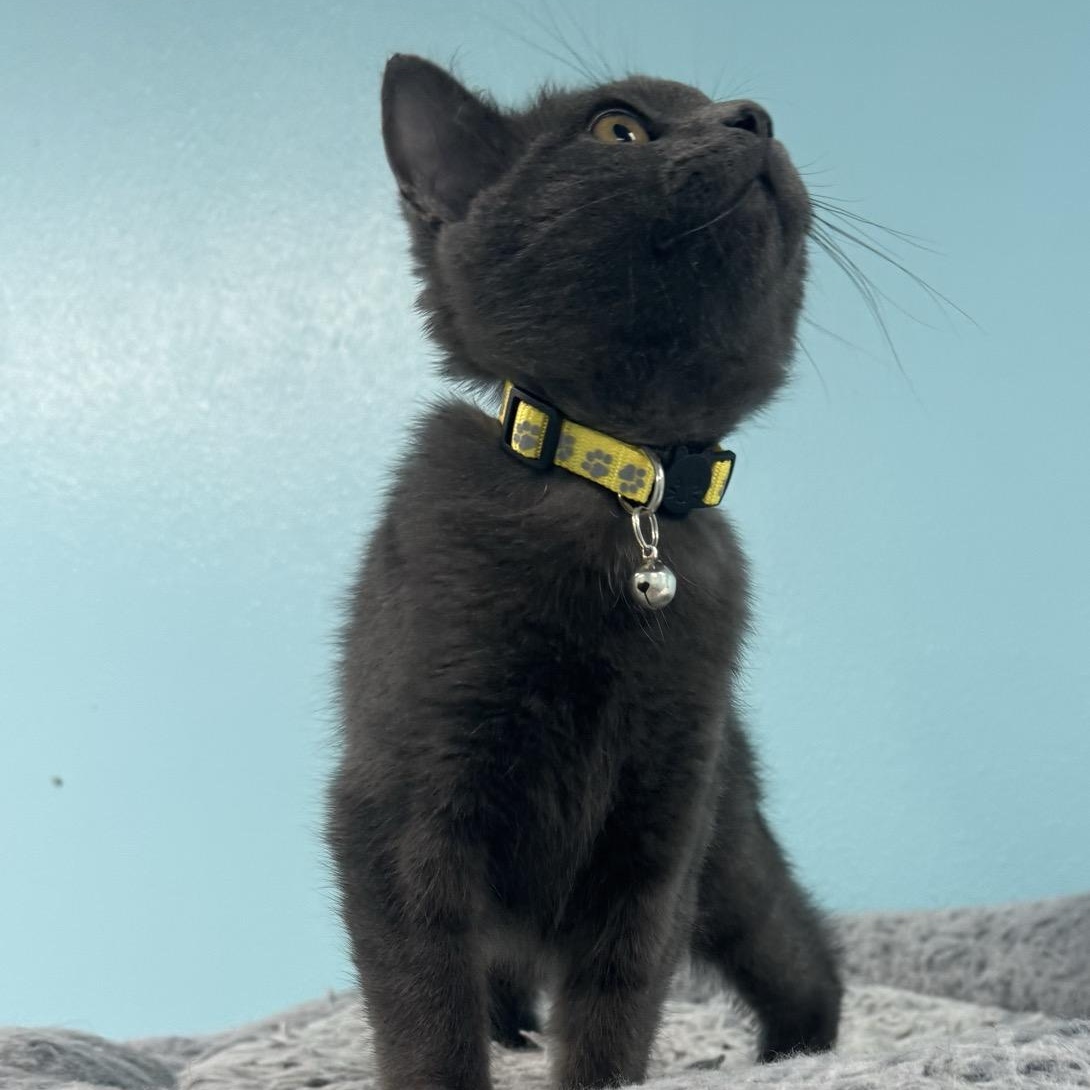 Enlarge Smokey, a Adoptable Domestic Short Hair in Morris, MN image 5/6