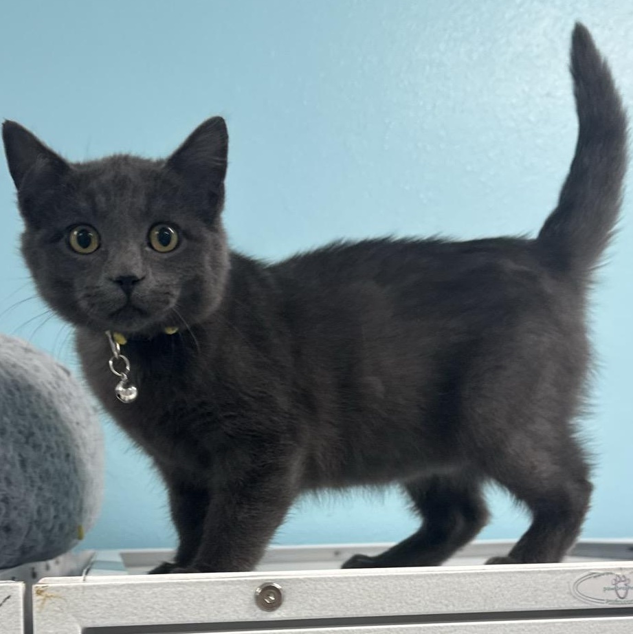 Enlarge Smokey, a Adoptable Domestic Short Hair in Morris, MN image 2/6