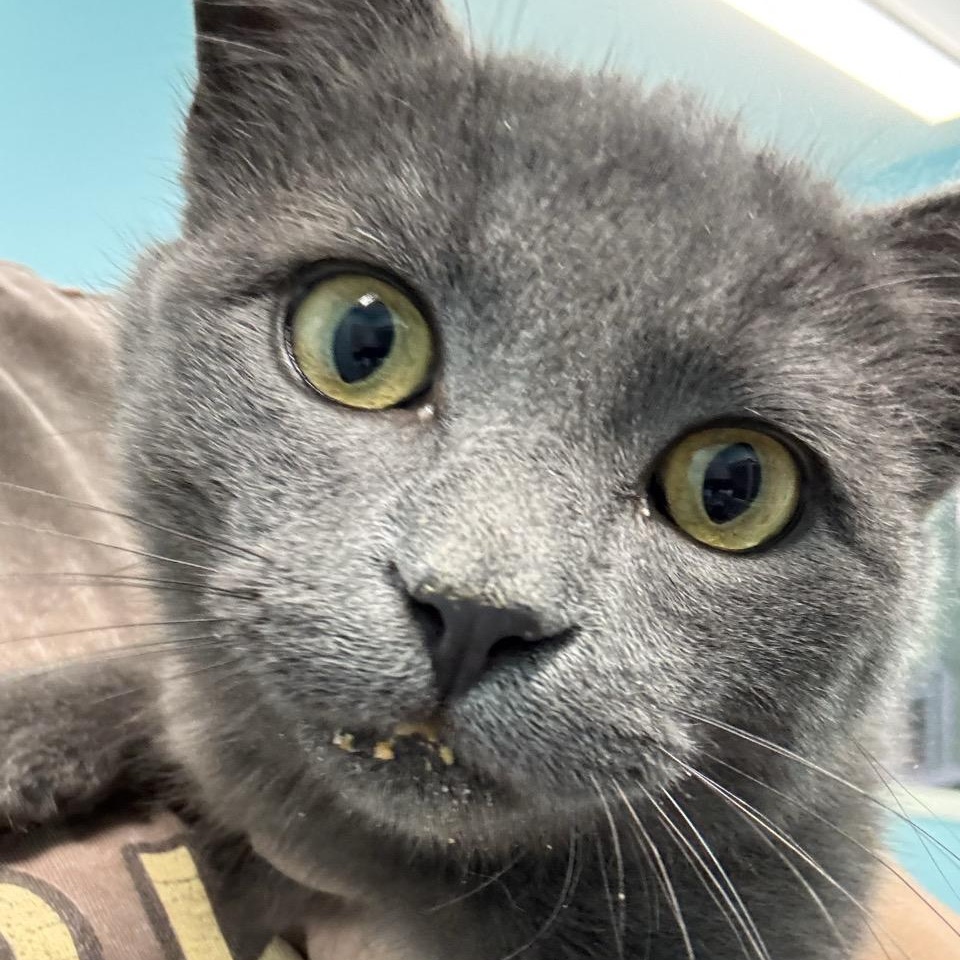 Enlarge Smokey, a Adoptable Domestic Short Hair in Morris, MN image 3/6