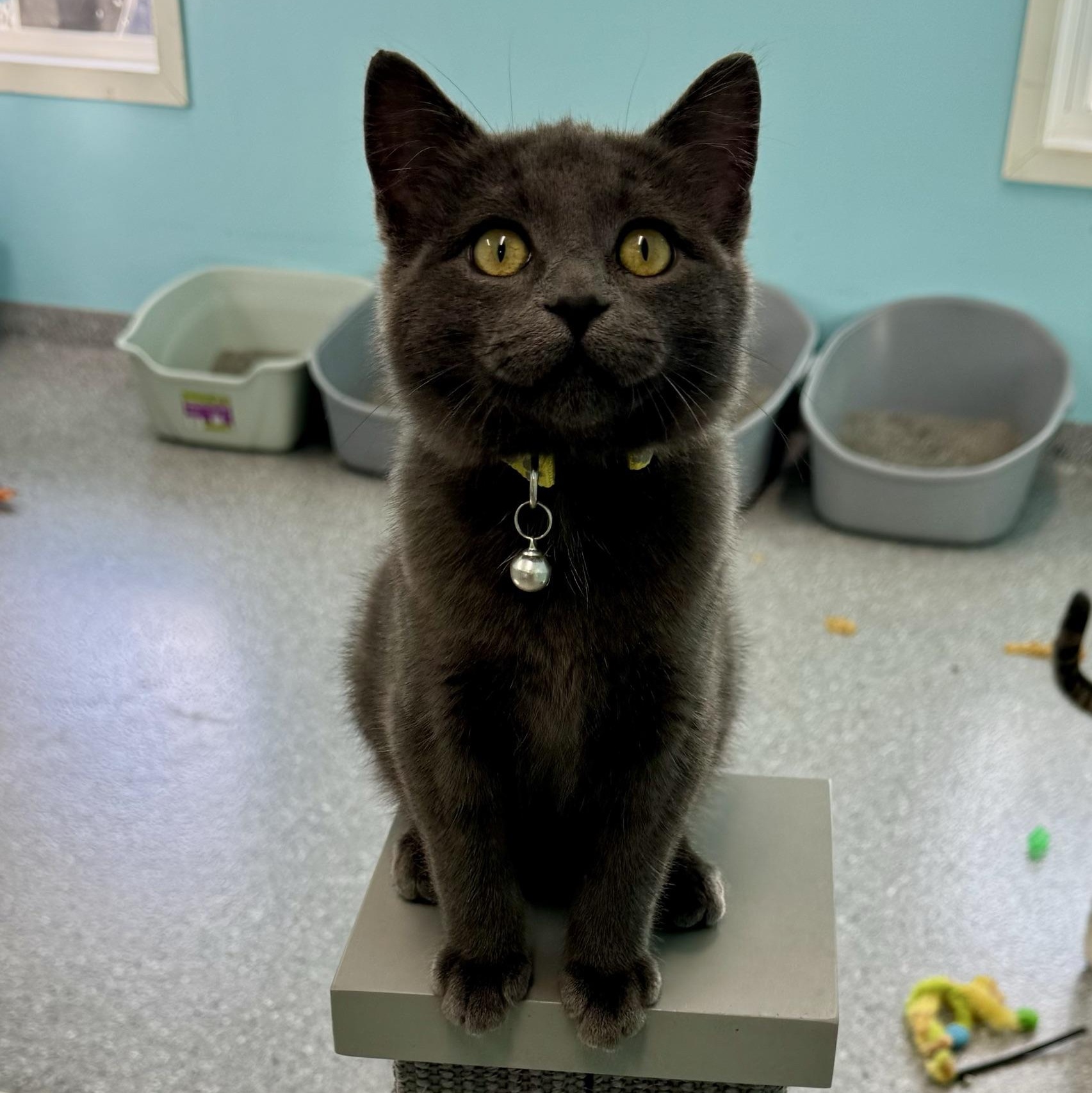 Smokey, Adoptable, Young Male Domestic Short Hair.