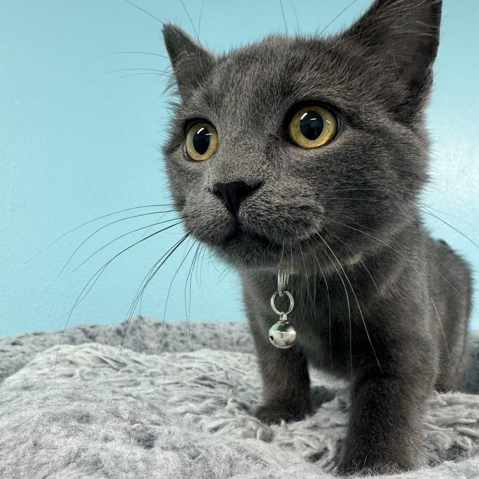 Enlarge Smokey, a Adoptable Domestic Short Hair in Morris, MN image 4/6
