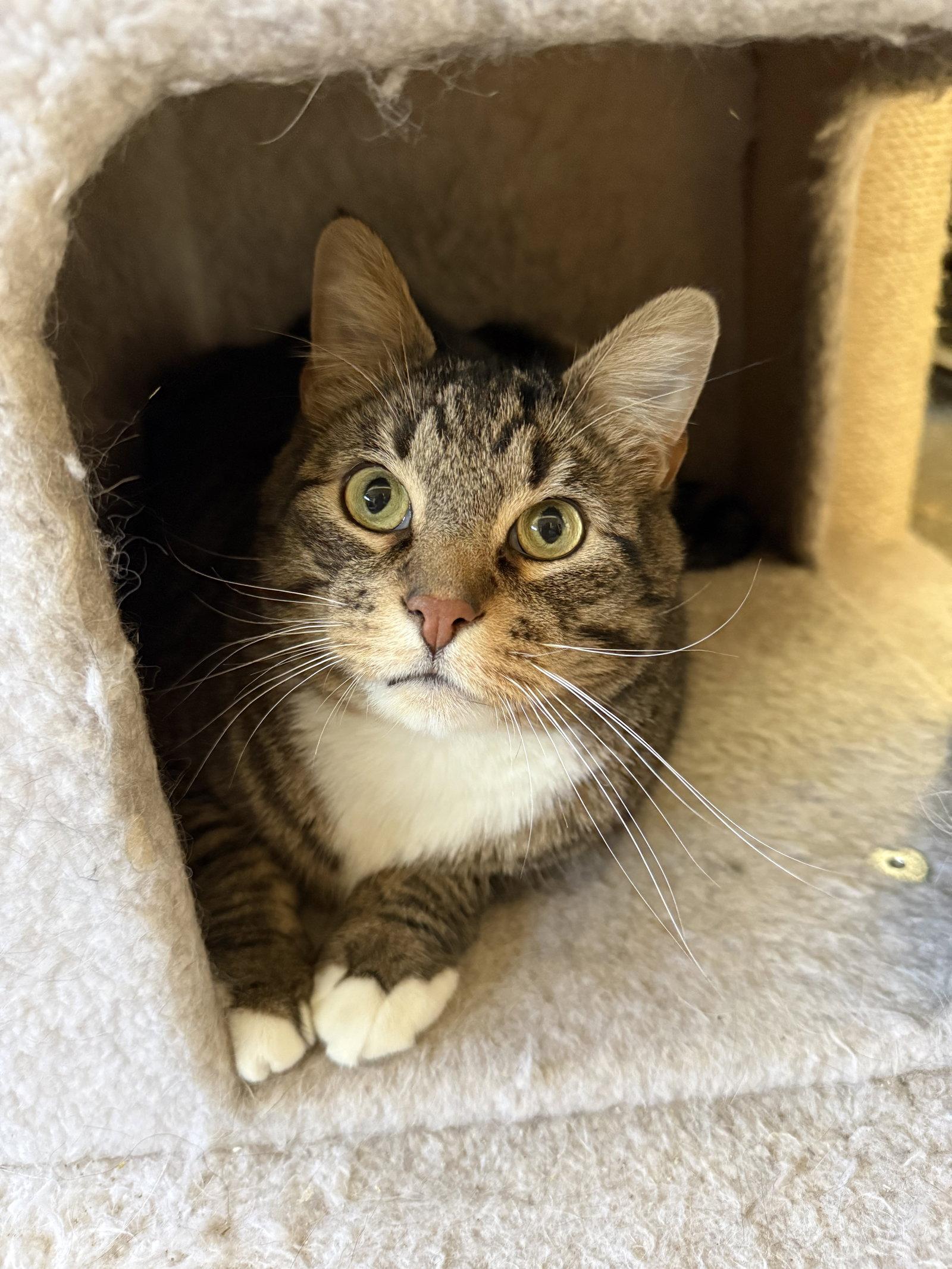 Nico, Adoptable, Young Male Domestic Short Hair & Tabby.