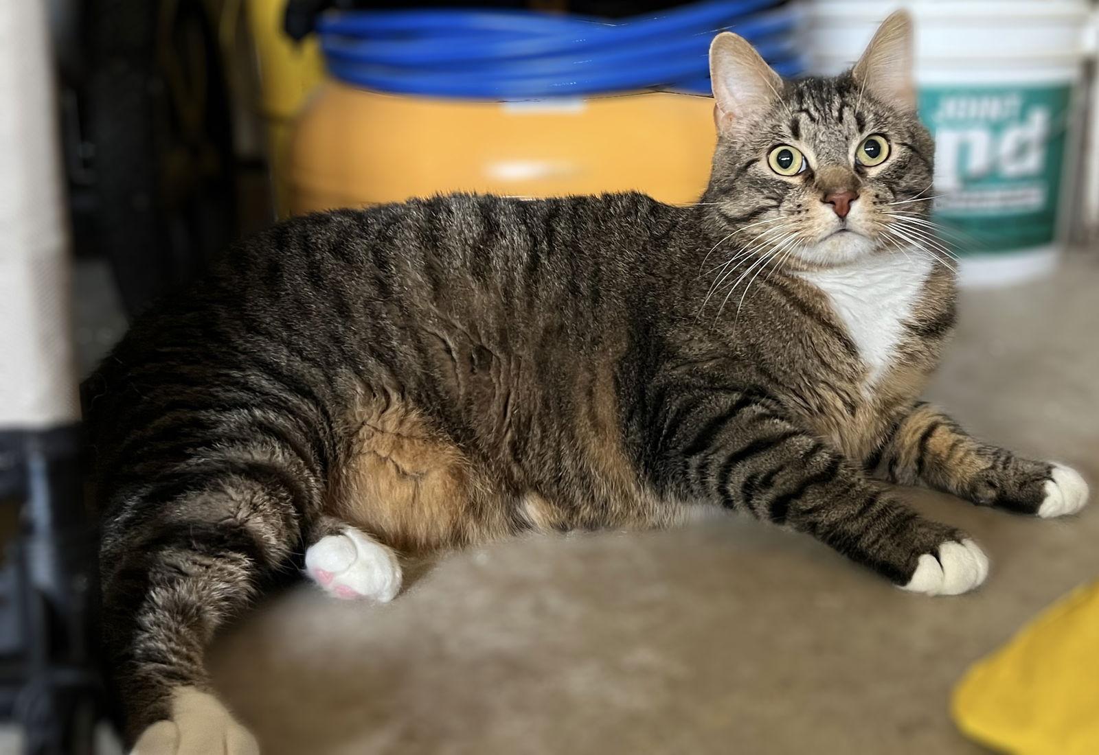 Nico, Adoptable, Young Male Domestic Short Hair & Tabby.