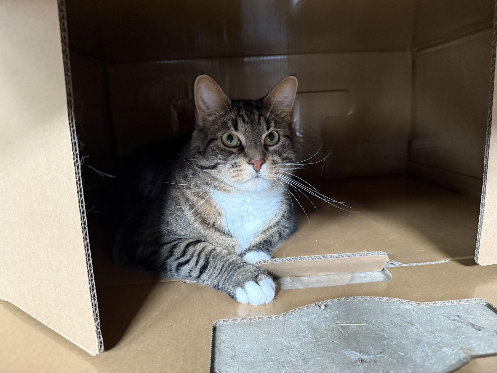 Nico, a Adoptable mixed breed in Furlong, PA image 2/3