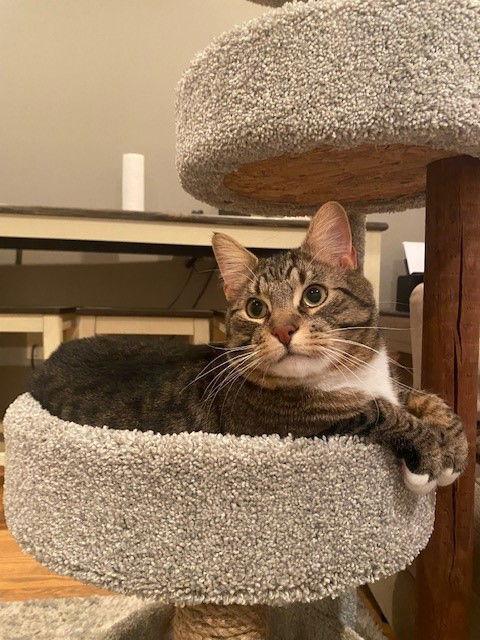 Nico, a Adoptable mixed breed in Furlong, PA image 3/3