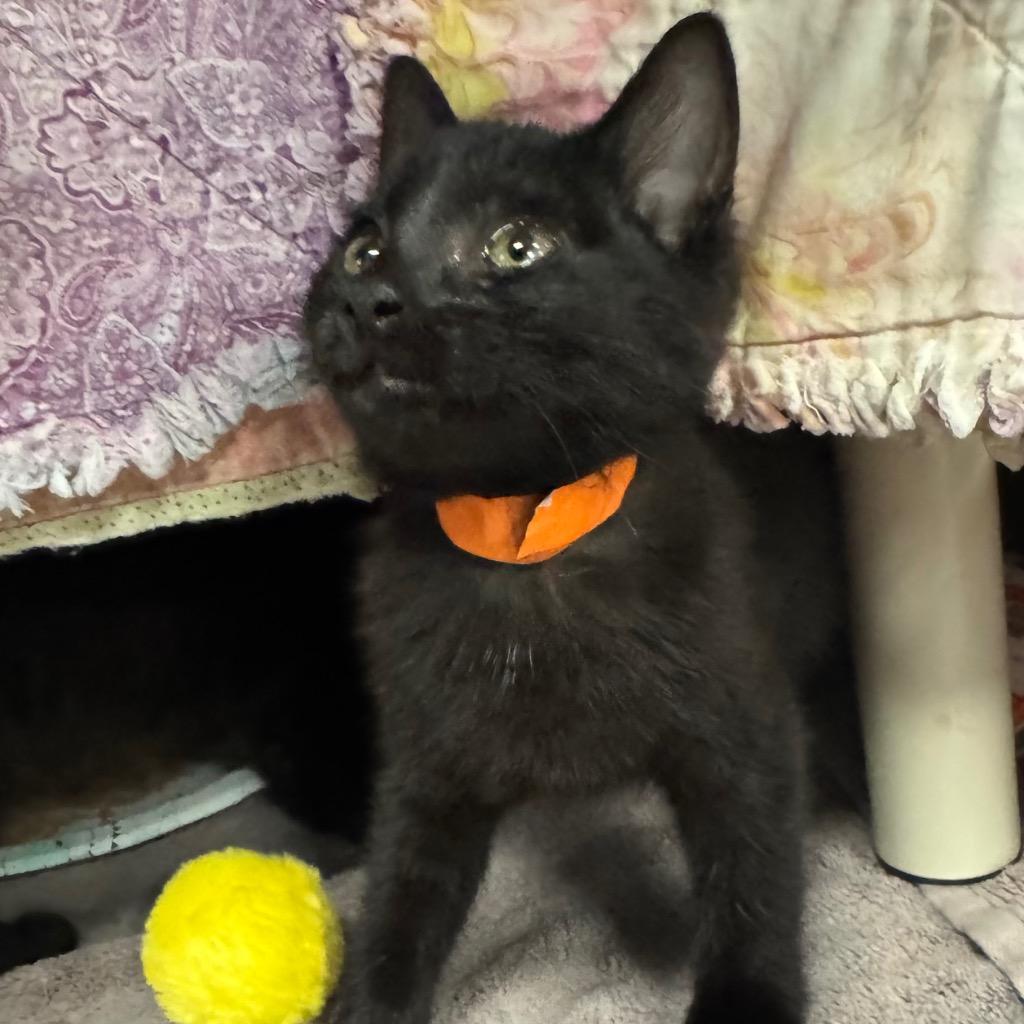 Tasta, Adoptable, Kitten Female Domestic Short Hair.