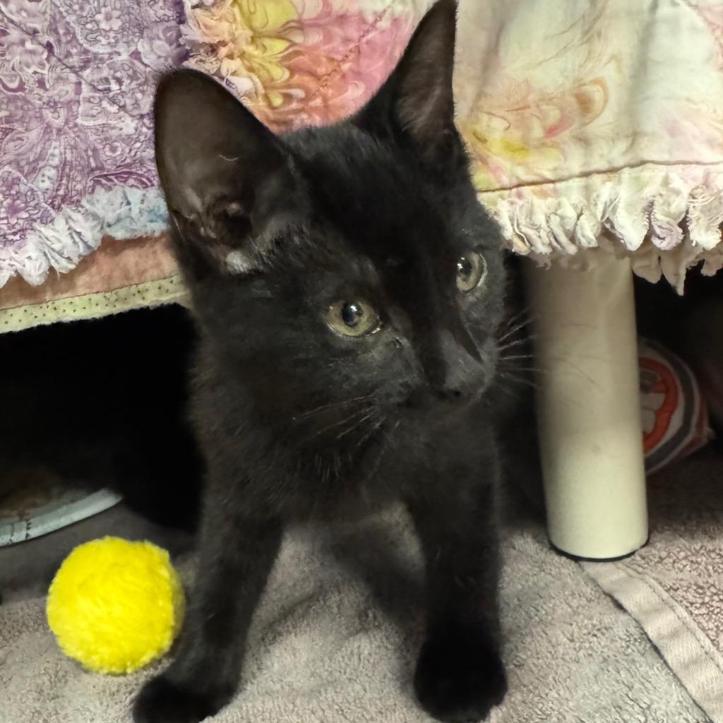 Enlarge Tasta, a Adoptable mixed breed in Olean, NY image 2/2