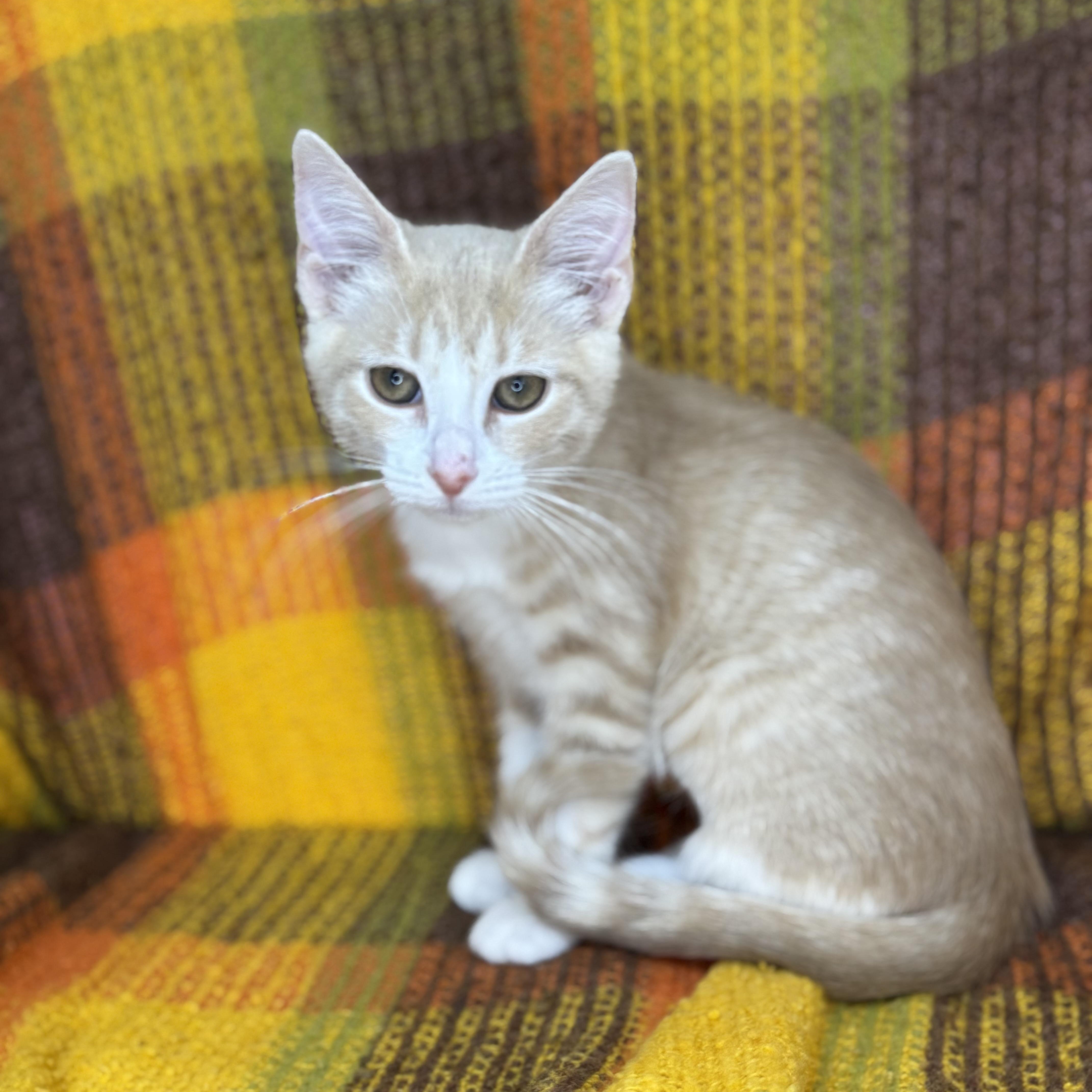 Enlarge Rosebud  , a Adoptable mixed breed in Mount Vernon, IL image 5/6