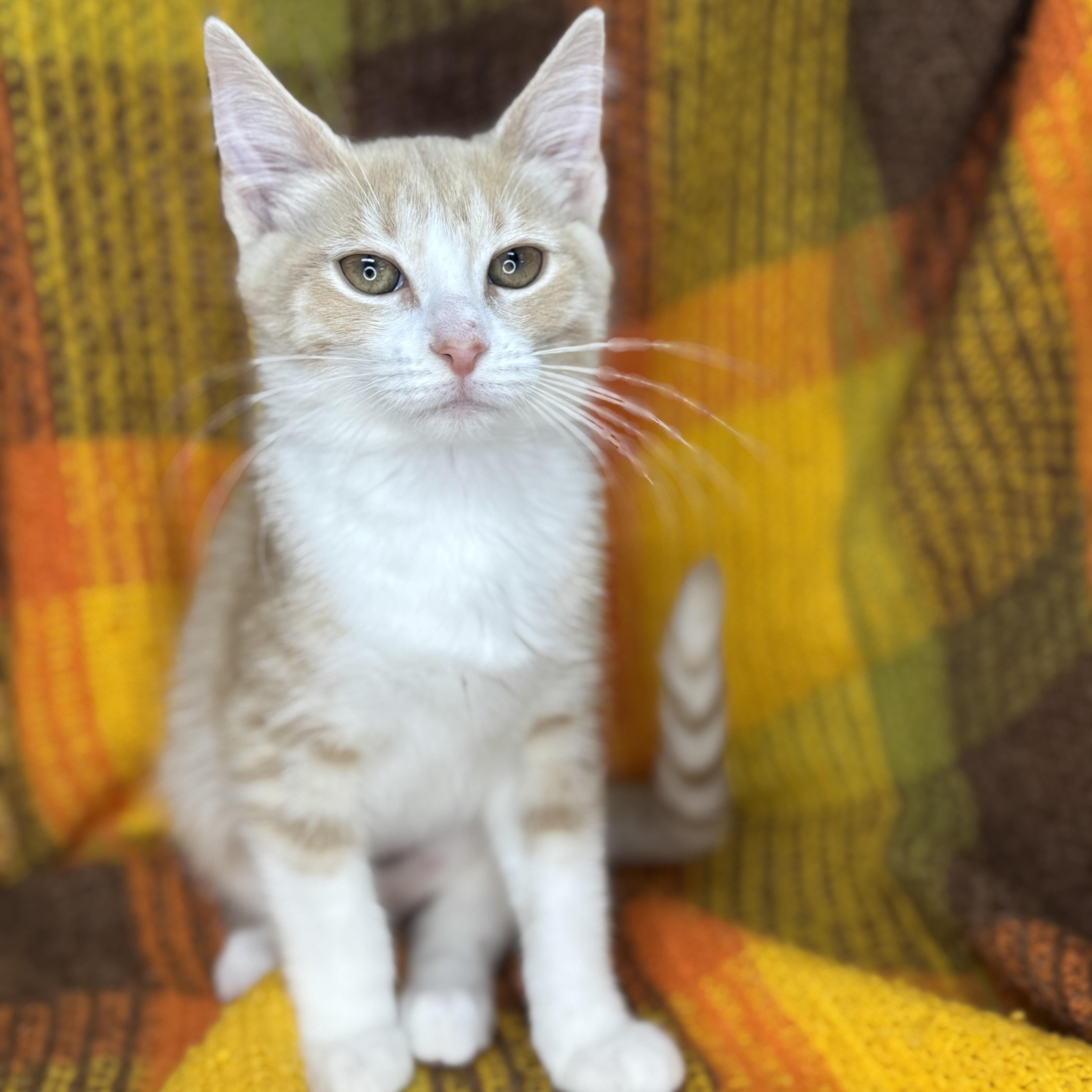 Enlarge Rosebud  , a Adoptable mixed breed in Mount Vernon, IL image 6/6
